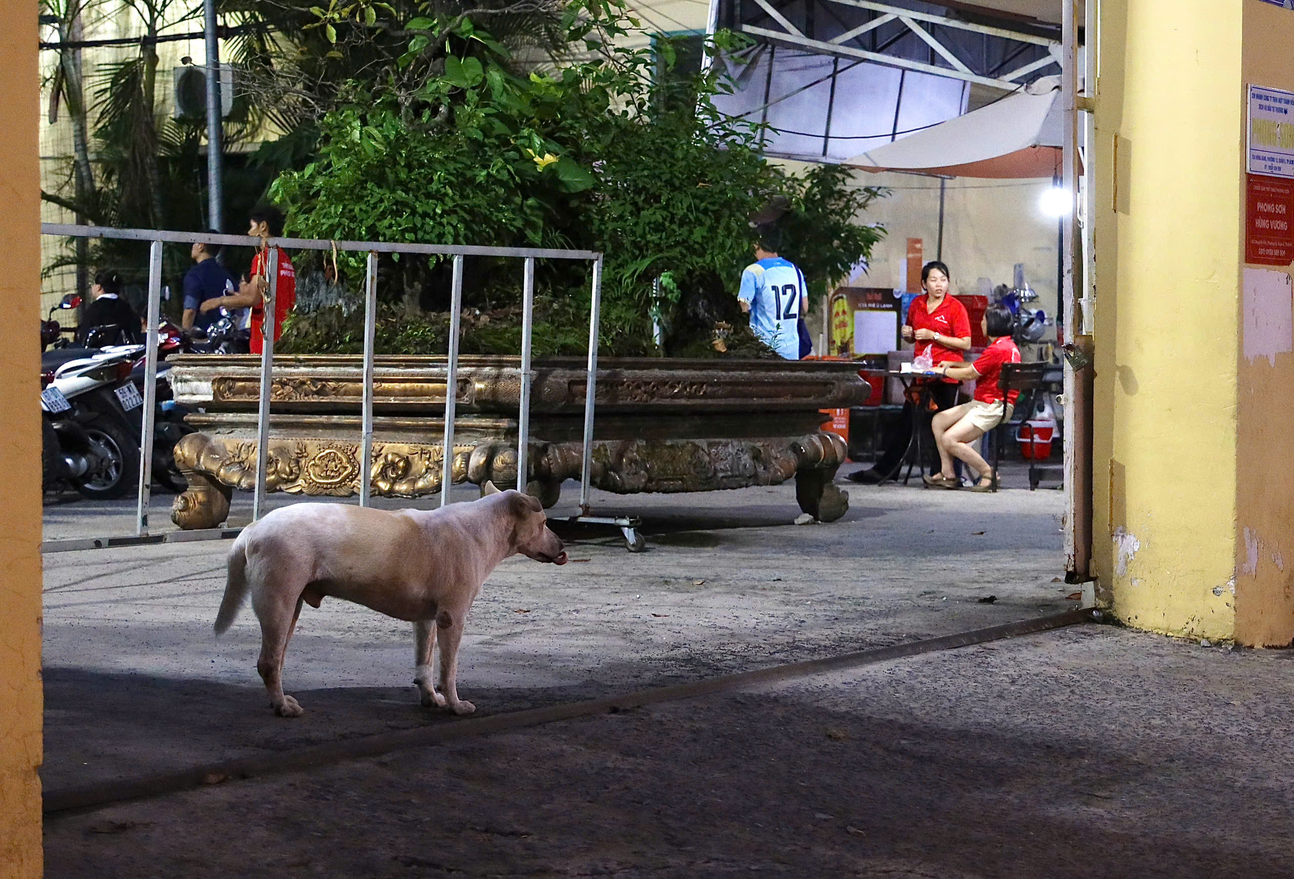 Ch&oacute; thả r&ocirc;ng vẫn ung dung tr&ecirc;n nhiều tuyến đường sau khi &aacute;p dụng Nghị định 282/2025/NĐ-CP - Ảnh 17.