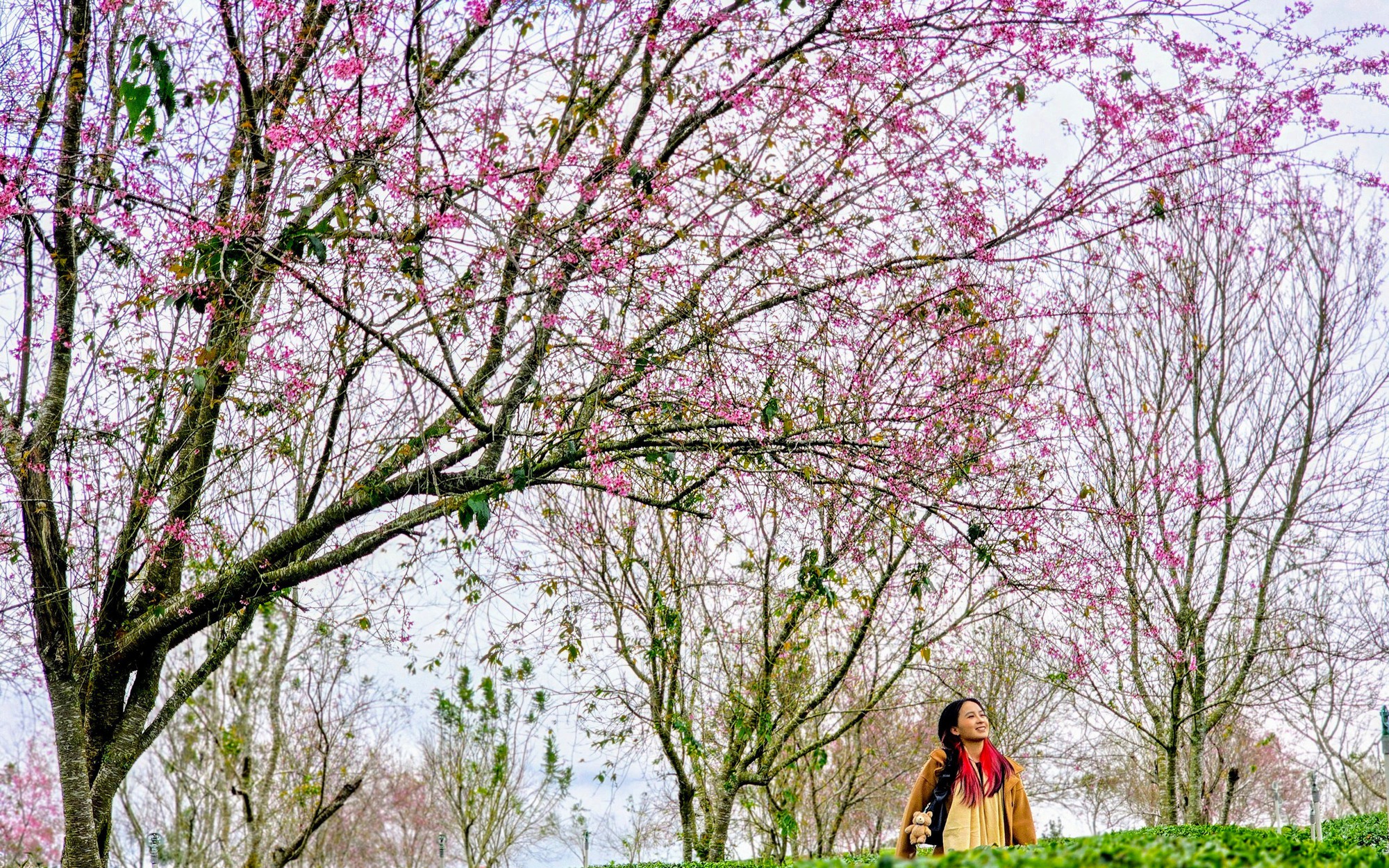 Những địa điểm để du kh&aacute;ch tham gia lễ hội hoa Mai anh đ&agrave;o - Ảnh 2.