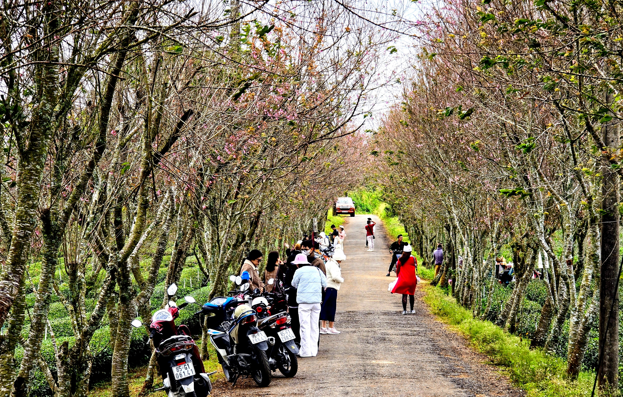 Du kh&aacute;ch chen ch&acirc;n check-in với hoa mai anh đ&agrave;o nở sớm ở Đ&agrave; Lạt - Ảnh 6.