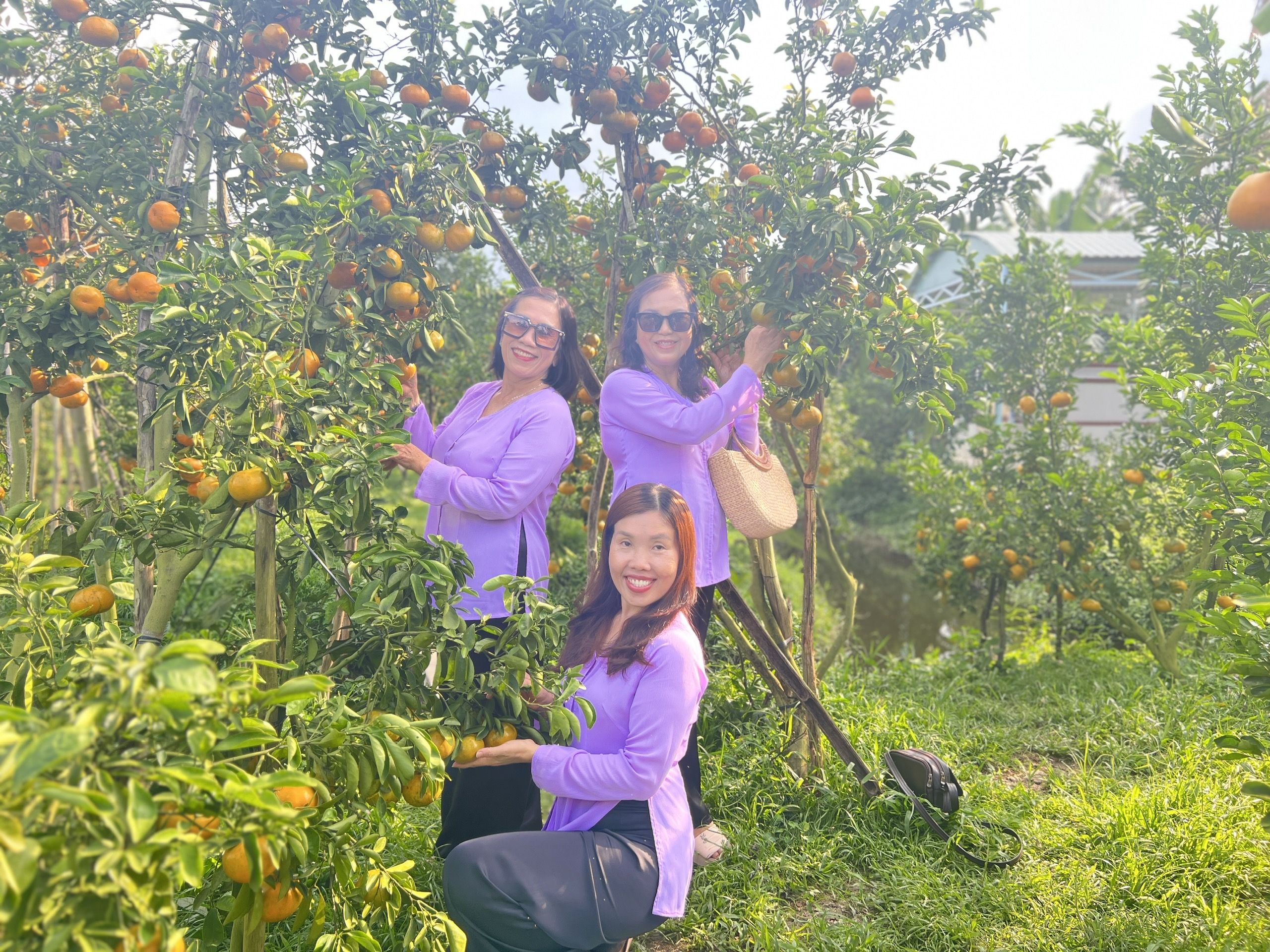 CLIP: Vườn qu&yacute;t hồng hơn 20 năm tuổi ở Cần Thơ bỗng "hot" trước Tết - Ảnh 5.