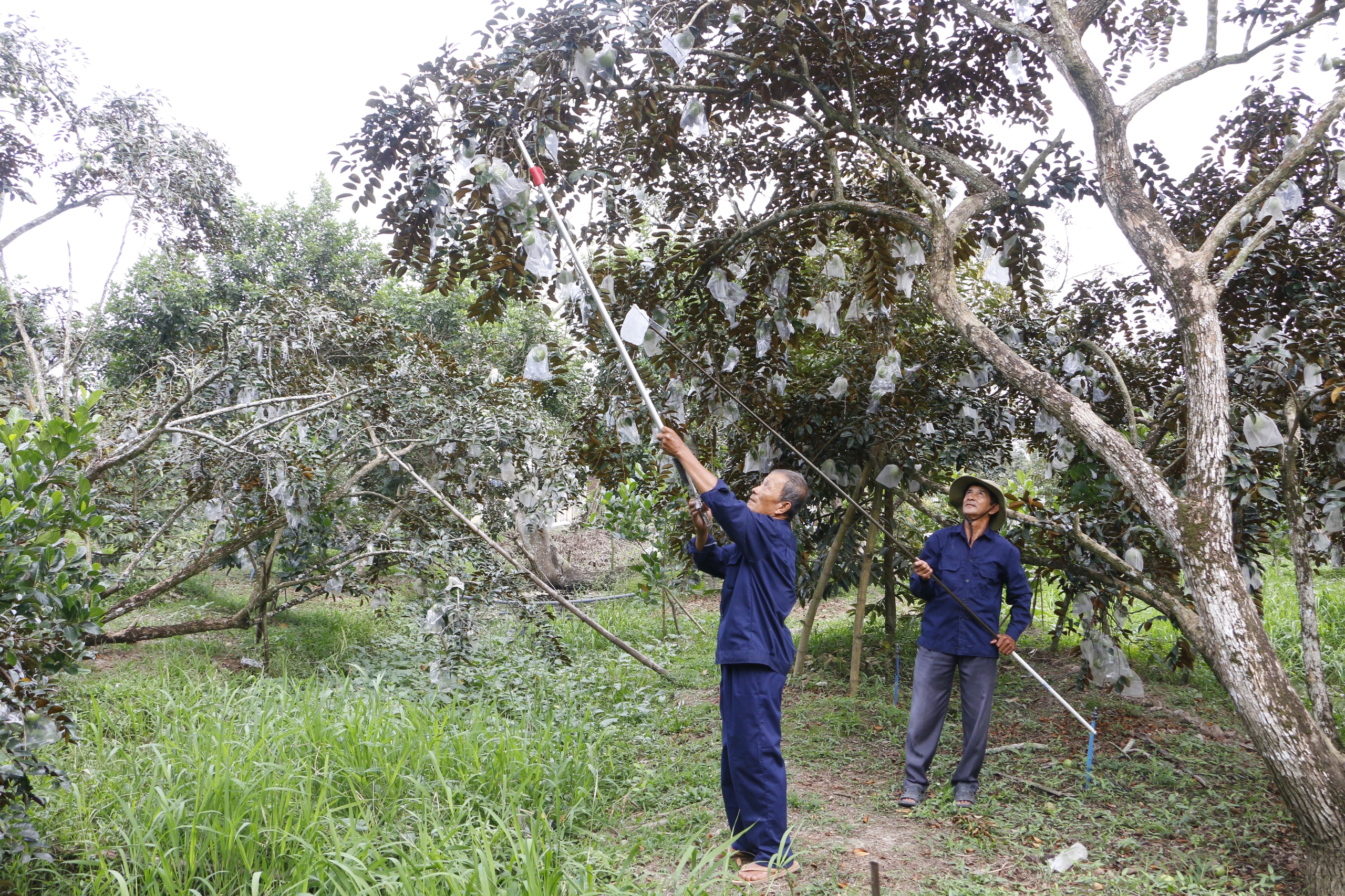 Trồng vú sữa một vụ, nông dân lãi hơn 200 triệu đồng/ha - Ảnh 3.