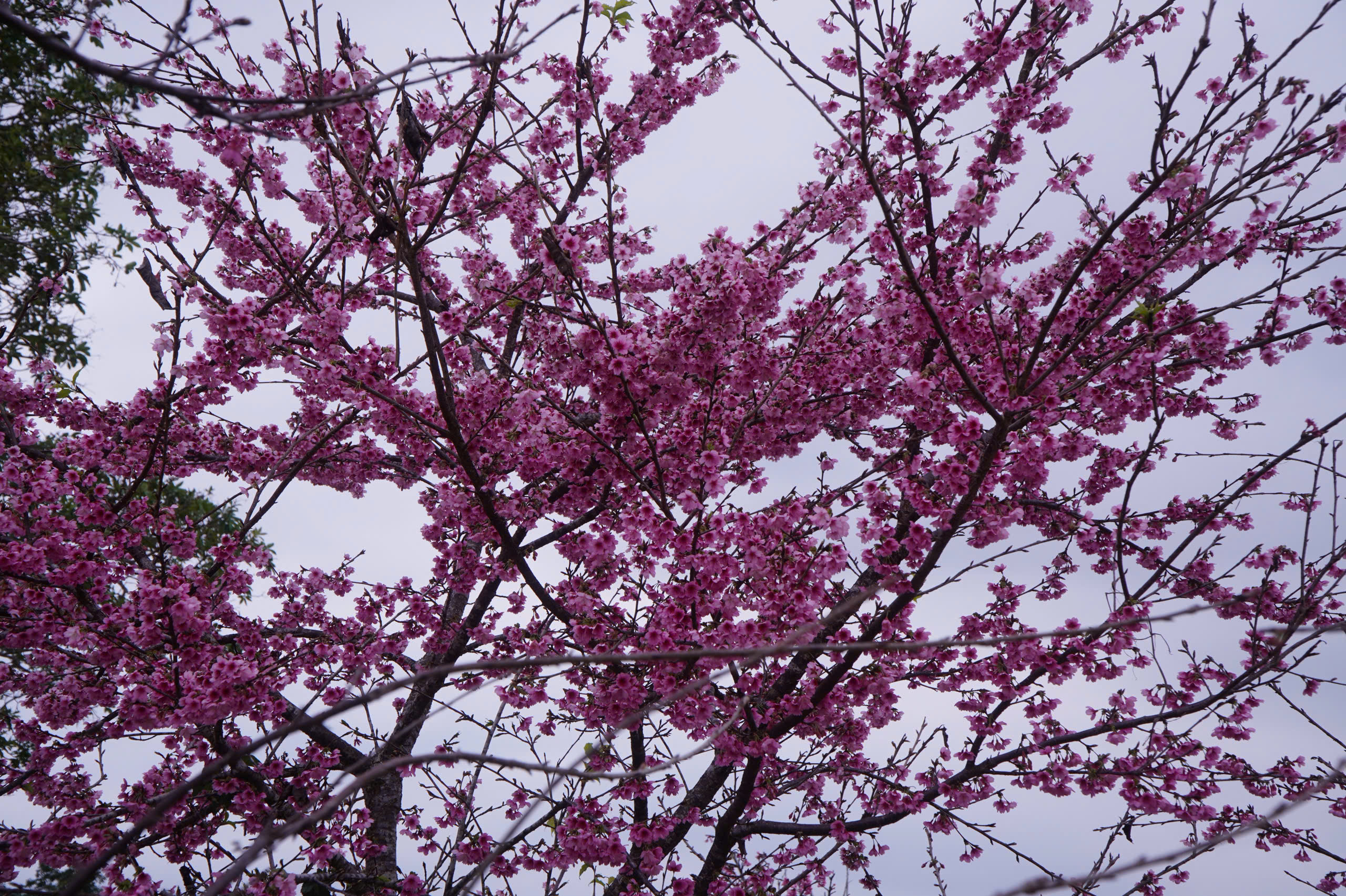 Tết Dương lịch n&agrave;y, l&ecirc;n Điện Bi&ecirc;n check-in rừng hoa anh đảo đang nở rộ - Ảnh 12.