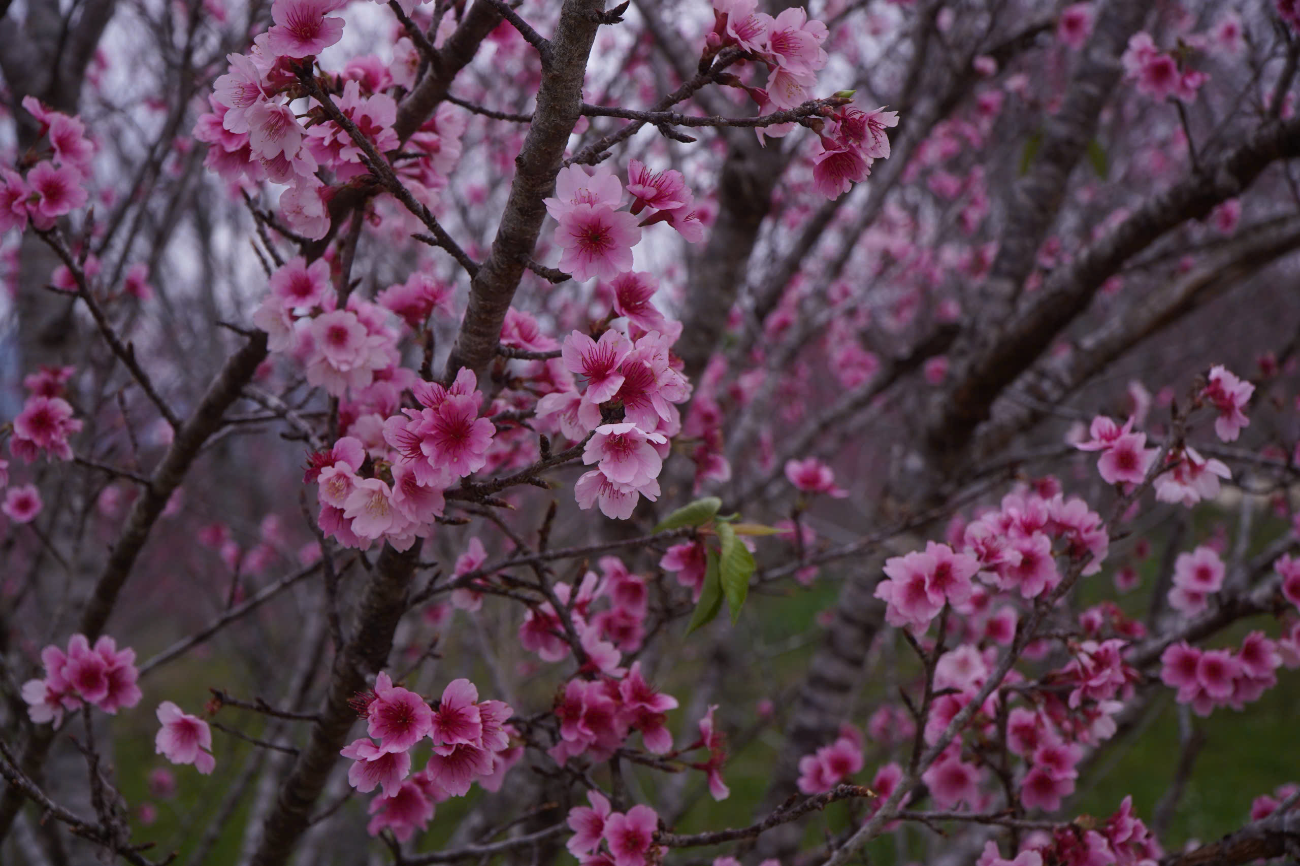 Tết Dương lịch n&agrave;y, l&ecirc;n Điện Bi&ecirc;n check-in rừng hoa anh đảo đang nở rộ - Ảnh 11.
