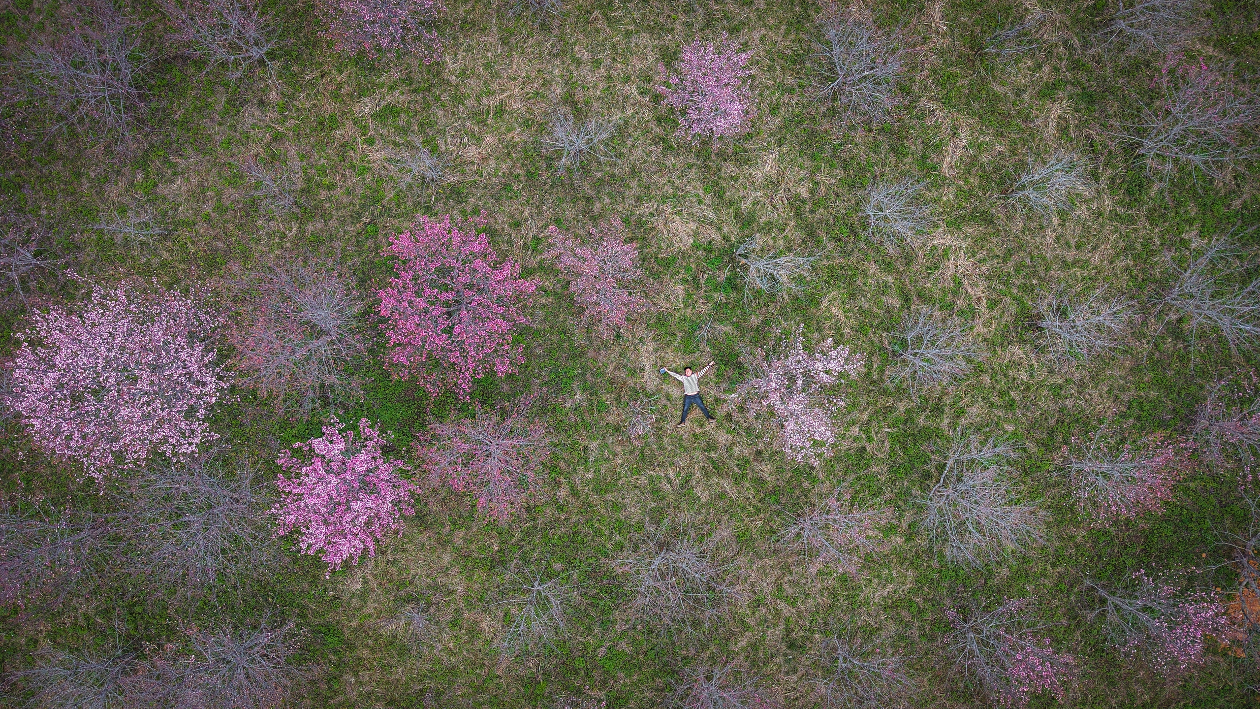 Tết Dương lịch n&agrave;y, l&ecirc;n Điện Bi&ecirc;n check-in rừng hoa anh đảo đang nở rộ - Ảnh 2.