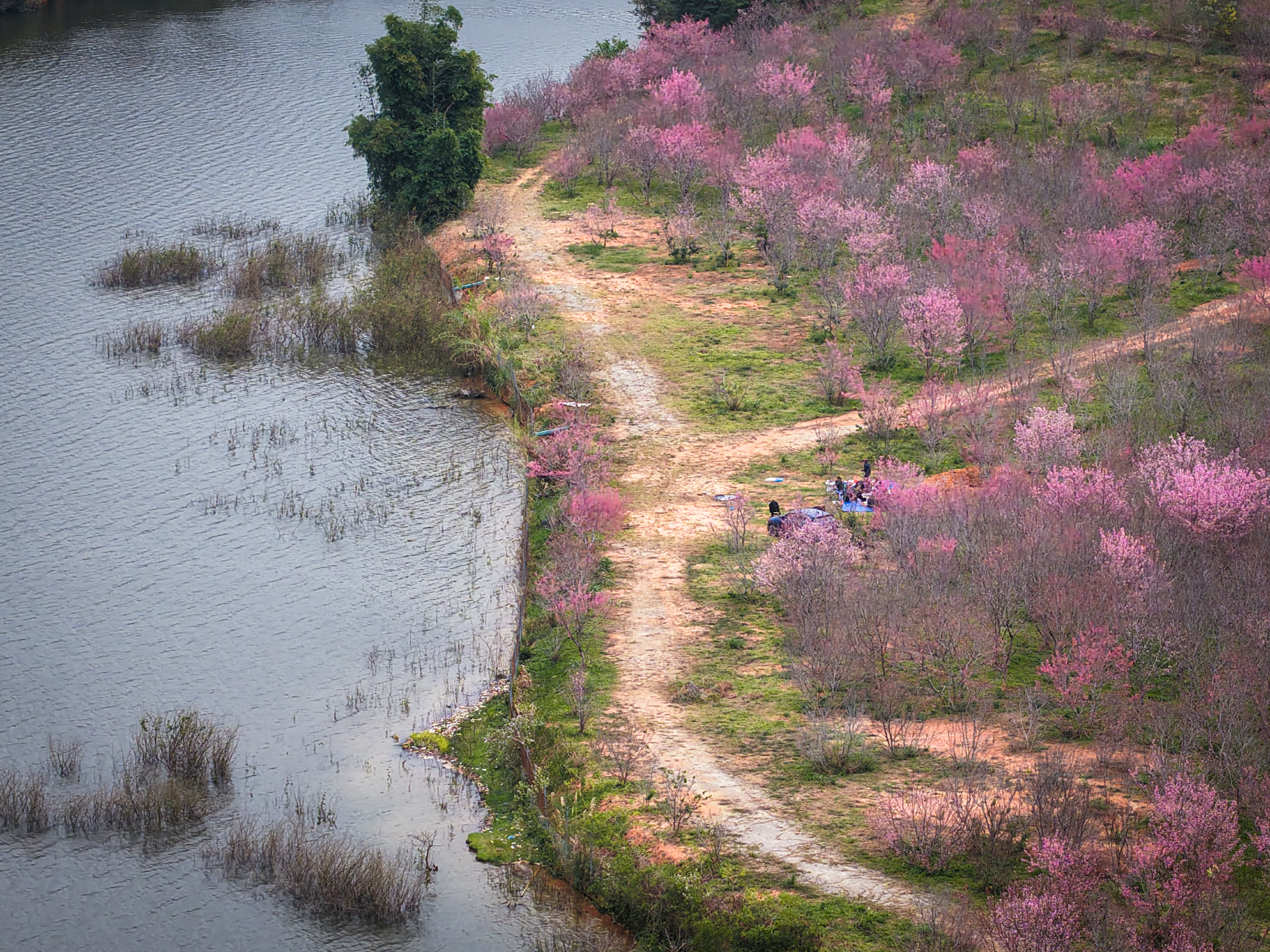Tết Dương lịch n&agrave;y, l&ecirc;n Điện Bi&ecirc;n check-in rừng hoa anh đảo đang nở rộ - Ảnh 5.