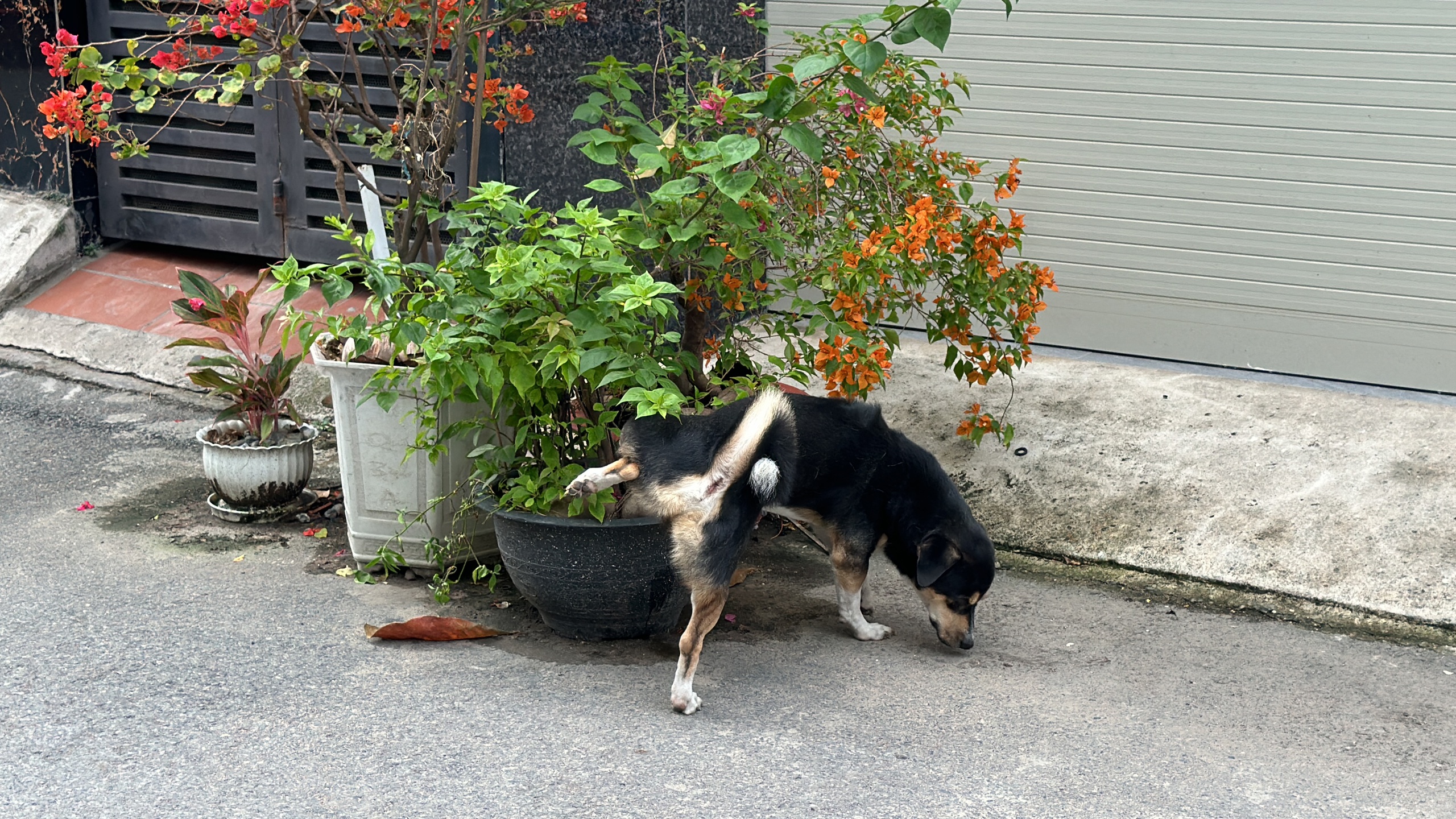 H&igrave;nh ảnh ch&oacute; thả r&ocirc;ng "ngh&ecirc;nh ngang" tại TPHCM - Ảnh 7.