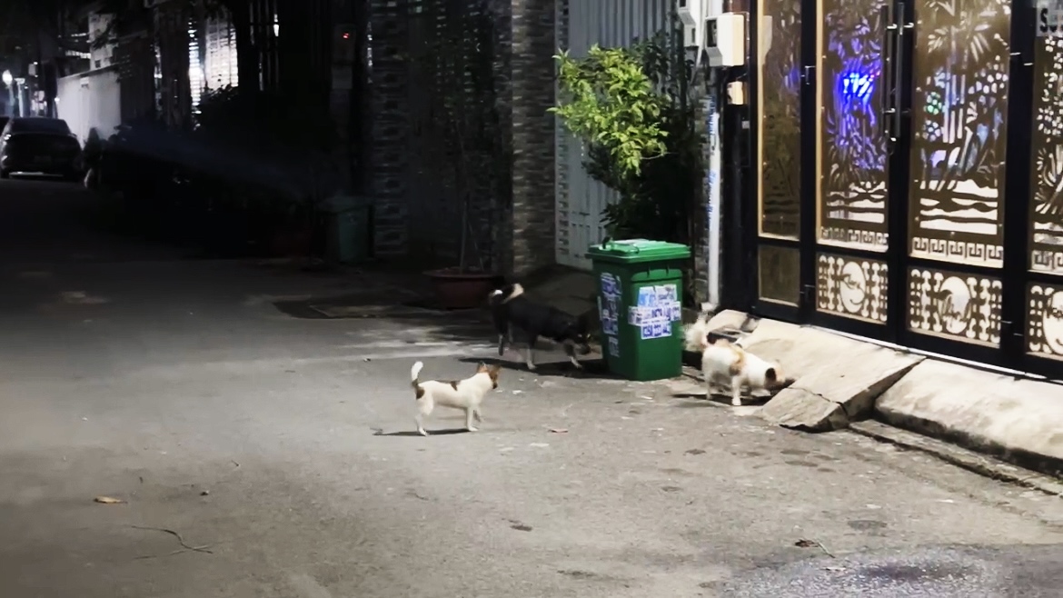 H&igrave;nh ảnh ch&oacute; thả r&ocirc;ng "ngh&ecirc;nh ngang" tại TPHCM - Ảnh 5.