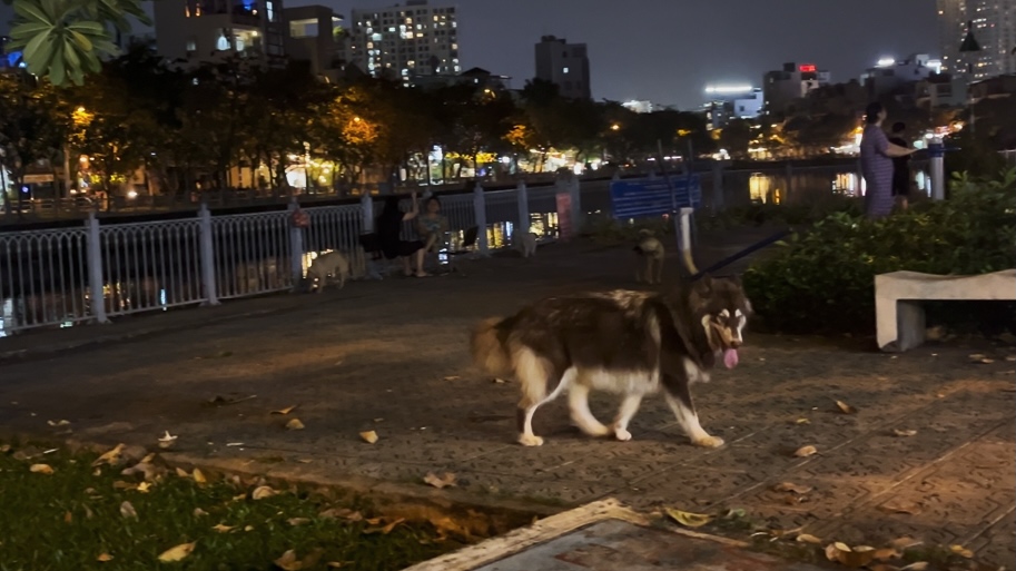 H&igrave;nh ảnh ch&oacute; thả r&ocirc;ng "ngh&ecirc;nh ngang" tại TPHCM - Ảnh 3.