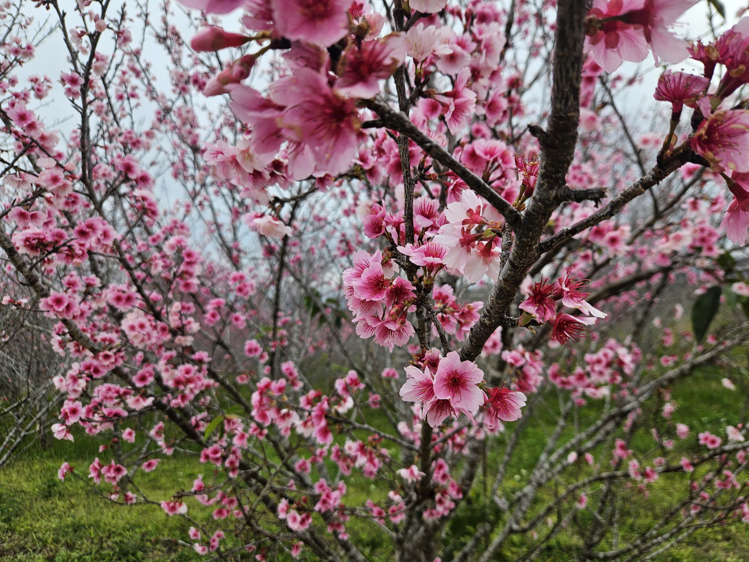 Tết Dương lịch n&agrave;y, l&ecirc;n Điện Bi&ecirc;n check-in rừng hoa anh đảo đang nở rộ - Ảnh 1.