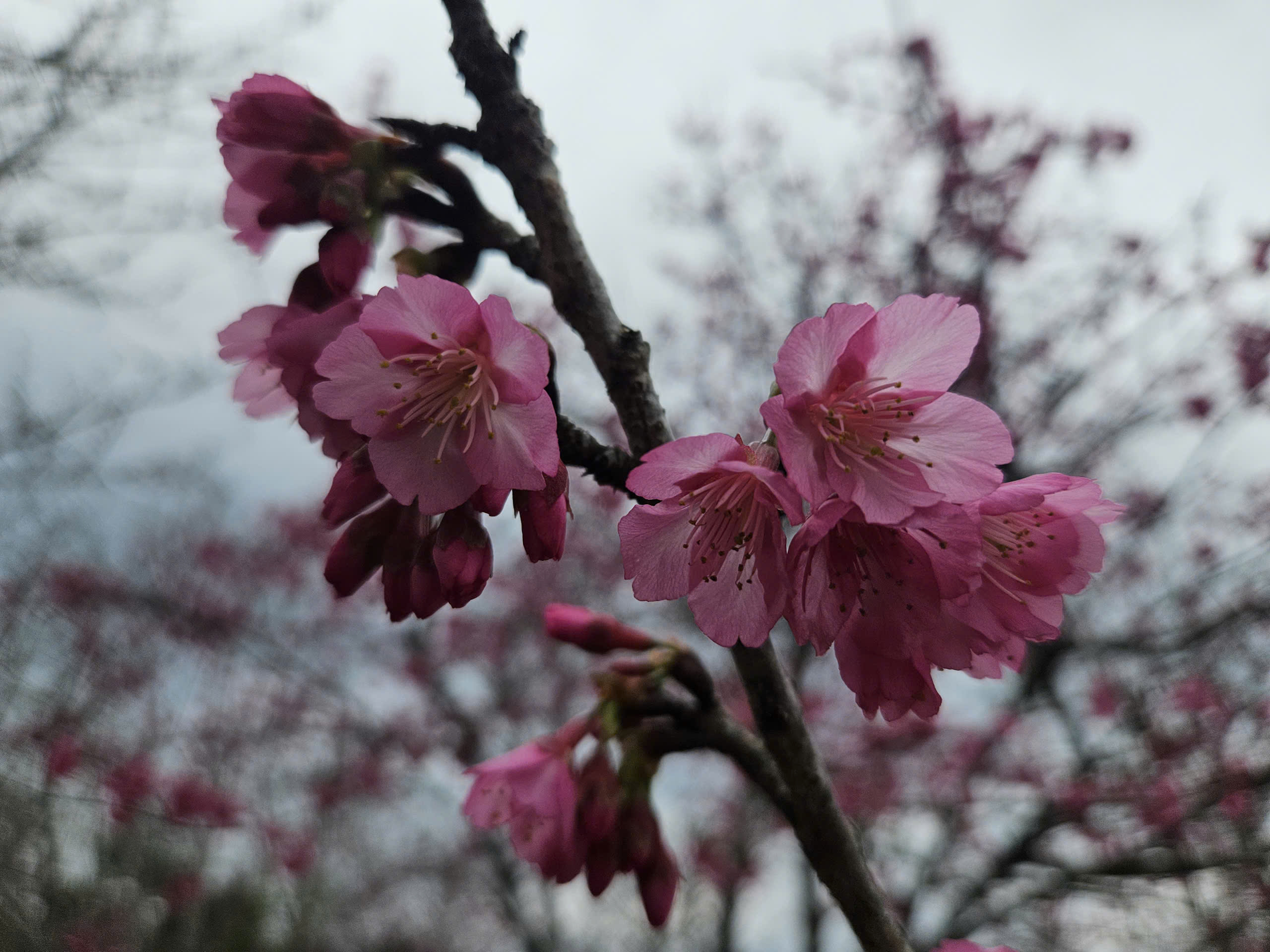 Tết Dương lịch n&agrave;y, l&ecirc;n Điện Bi&ecirc;n check-in rừng hoa anh đảo đang nở rộ - Ảnh 7.