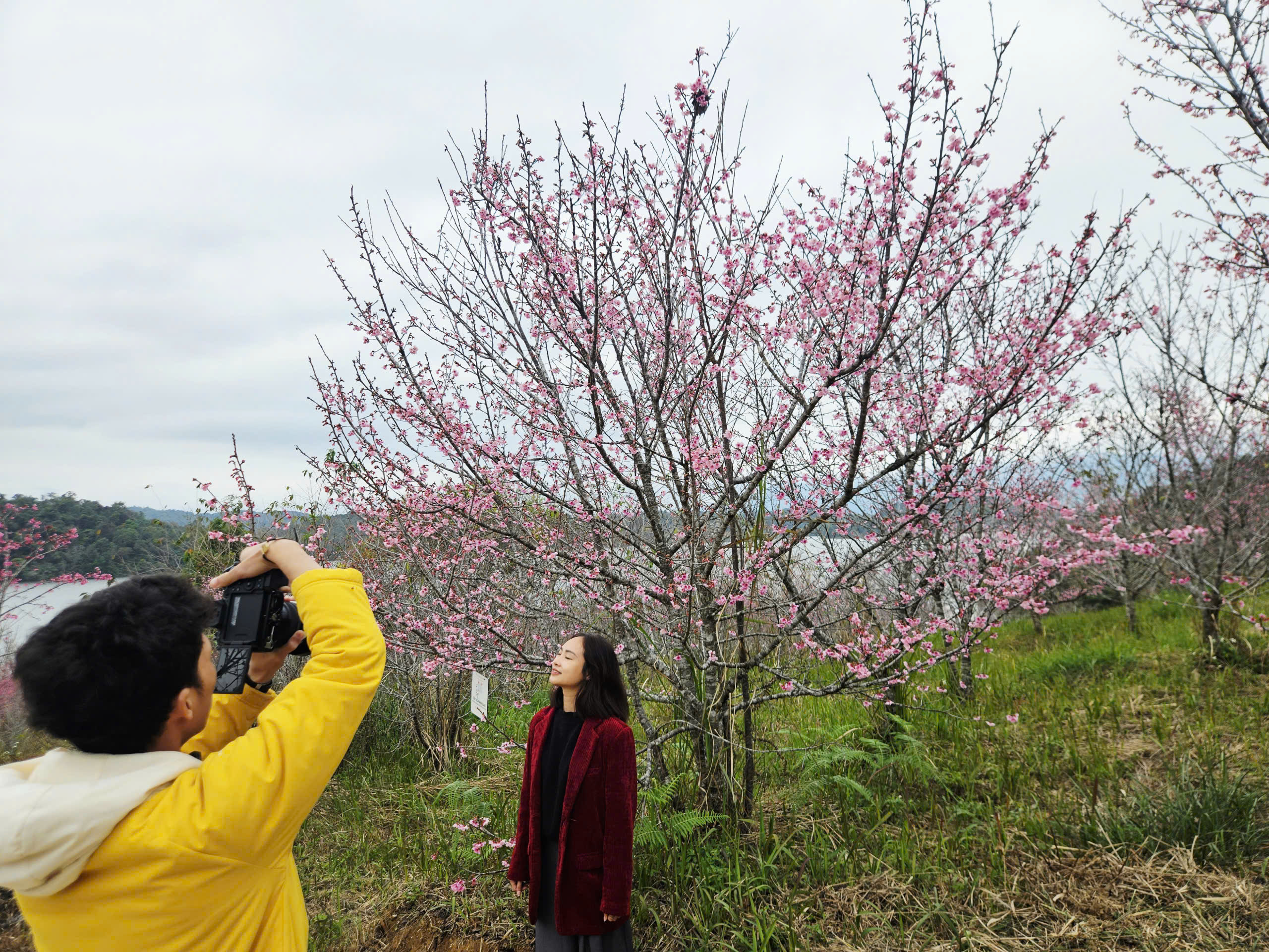 Tết Dương lịch n&agrave;y, l&ecirc;n Điện Bi&ecirc;n check-in rừng hoa anh đảo đang nở rộ - Ảnh 9.