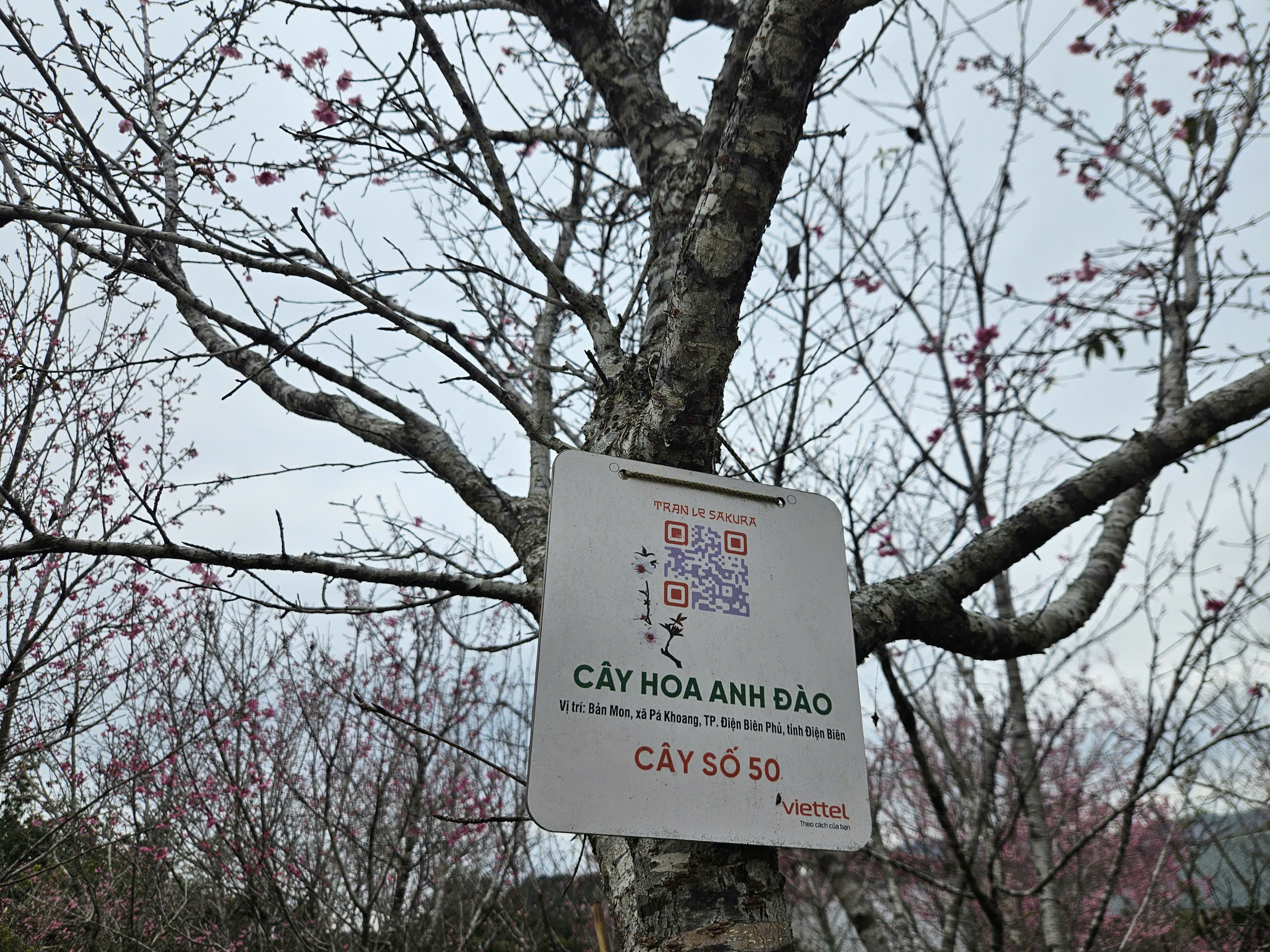 Tết Dương lịch n&agrave;y, l&ecirc;n Điện Bi&ecirc;n check-in rừng hoa anh đảo đang nở rộ - Ảnh 8.