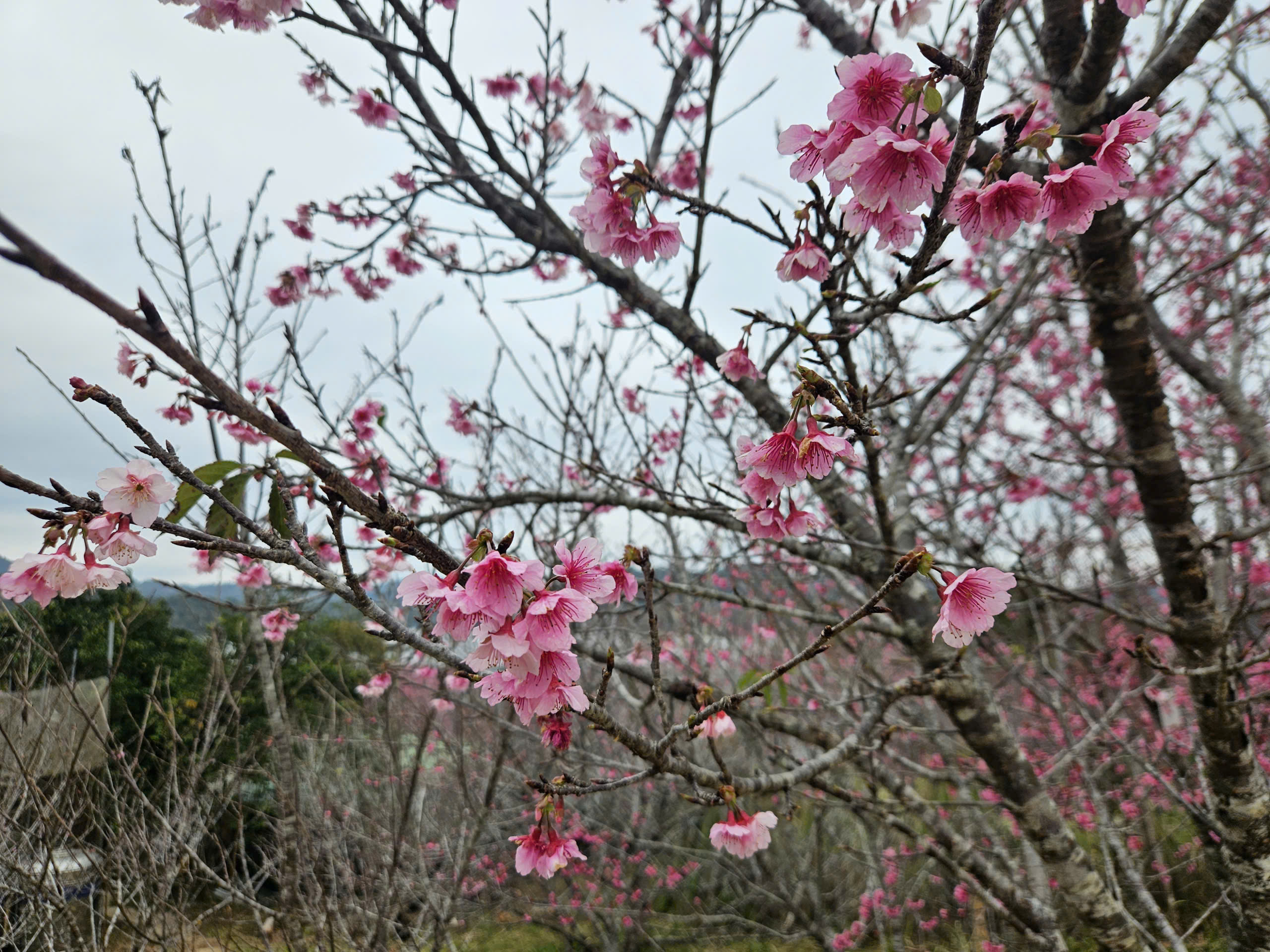 Tết Dương lịch n&agrave;y, l&ecirc;n Điện Bi&ecirc;n check-in rừng hoa anh đảo đang nở rộ - Ảnh 6.
