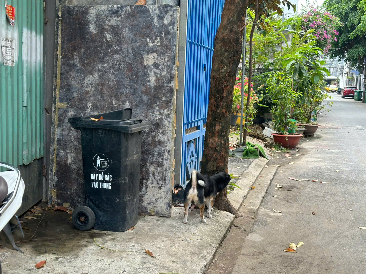 H&igrave;nh ảnh ch&oacute; thả r&ocirc;ng "ngh&ecirc;nh ngang" tại TPHCM - Ảnh 1.