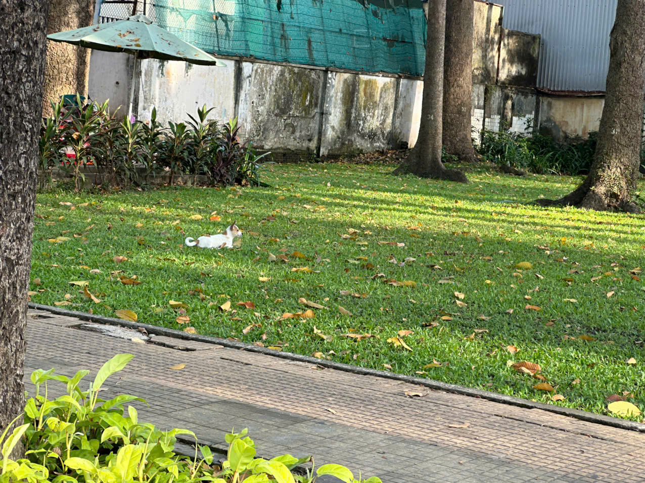 H&igrave;nh ảnh ch&oacute; thả r&ocirc;ng "ngh&ecirc;nh ngang" tại TPHCM - Ảnh 10.