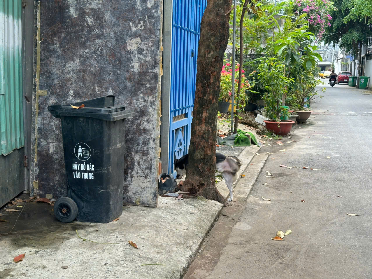 H&igrave;nh ảnh ch&oacute; thả r&ocirc;ng "ngh&ecirc;nh ngang" tại TPHCM - Ảnh 2.