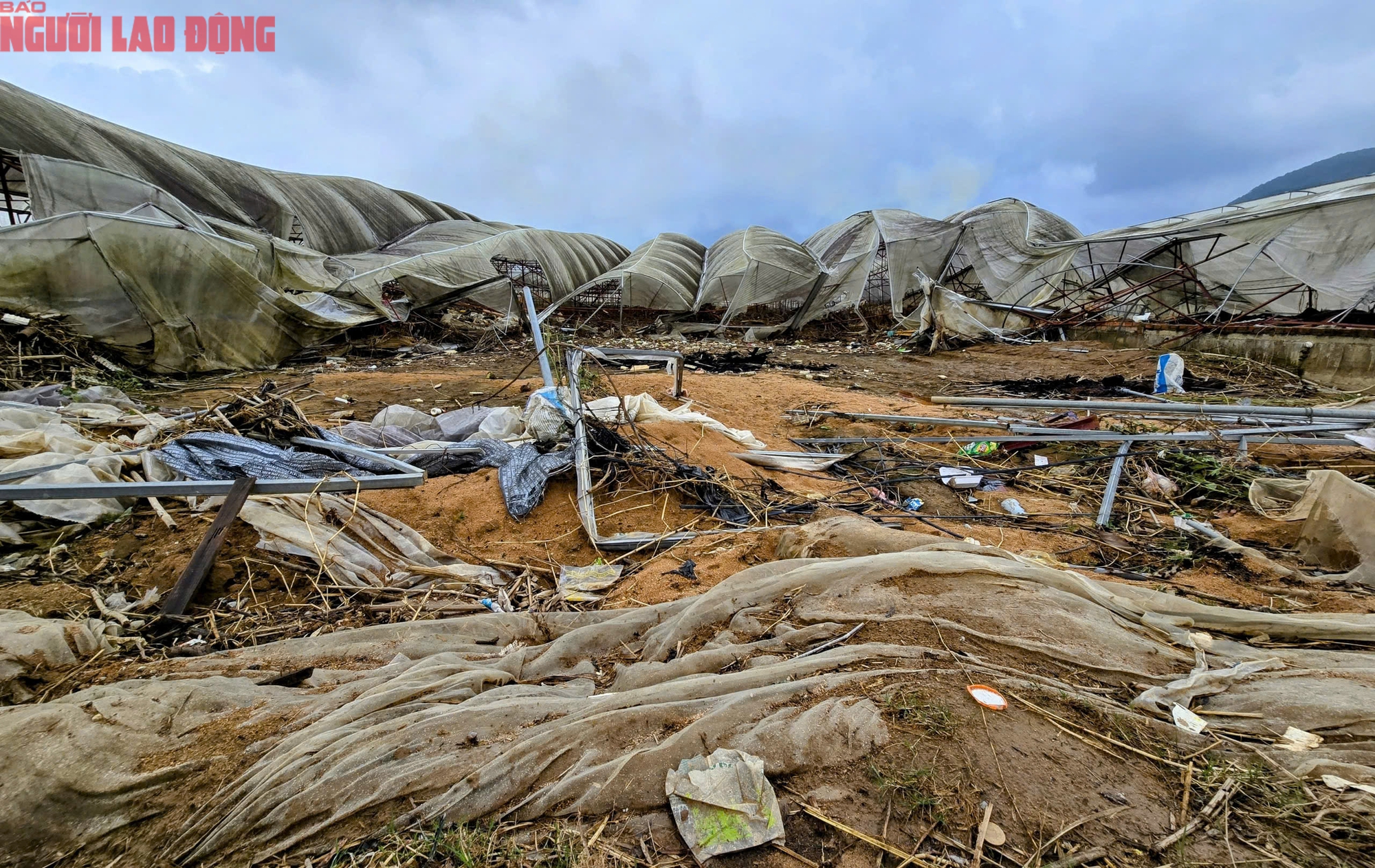 Vựa rau Lâm Đồng thiệt hại nặng nề sau cơn lũ lịch sử - Ảnh 1.
