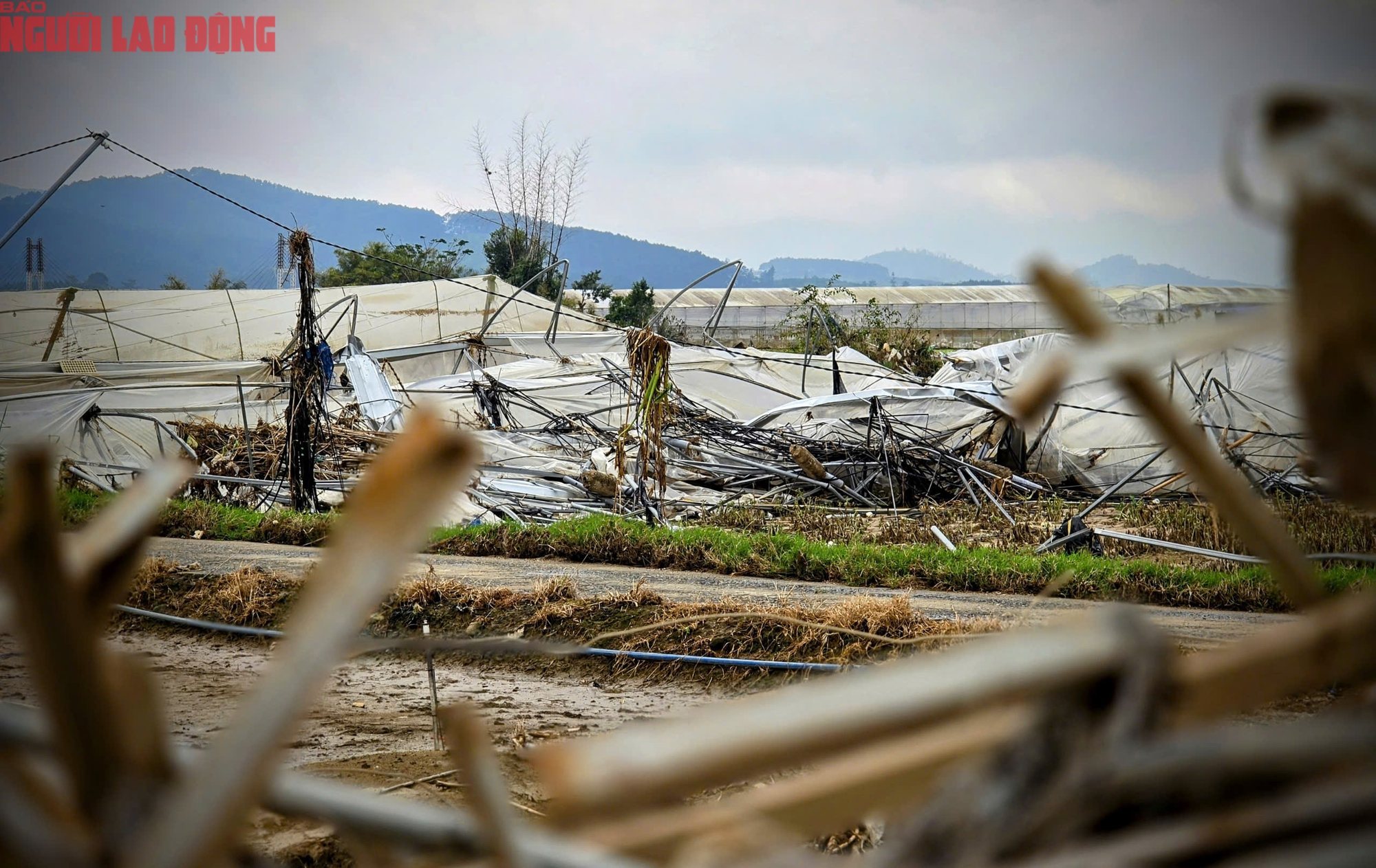 Vựa rau Lâm Đồng thiệt hại nặng nề sau cơn lũ lịch sử - Ảnh 5.