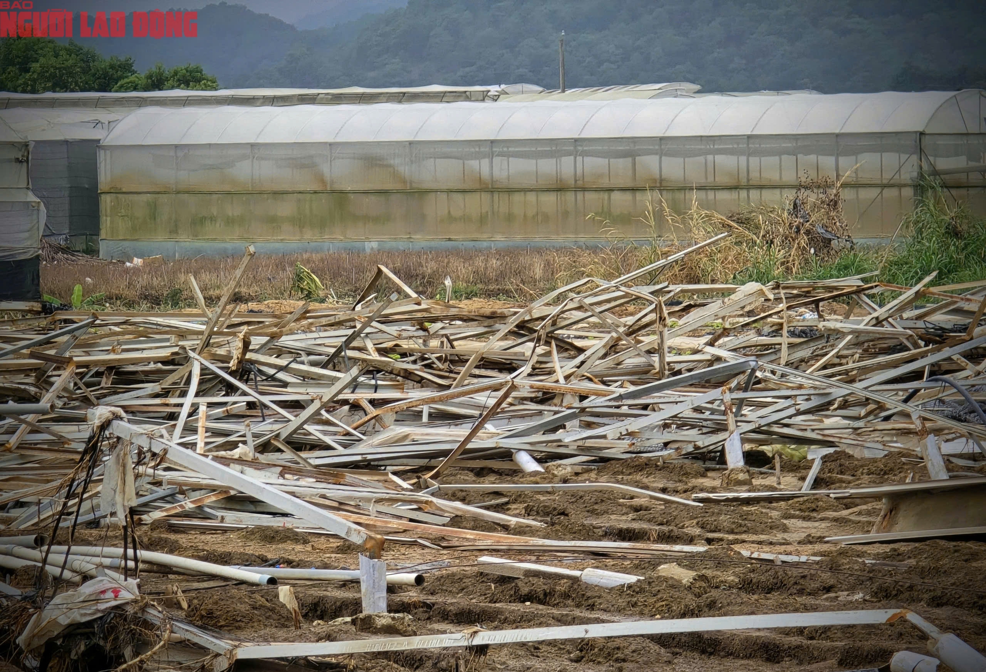 Vựa rau Lâm Đồng thiệt hại nặng nề sau cơn lũ lịch sử - Ảnh 6.