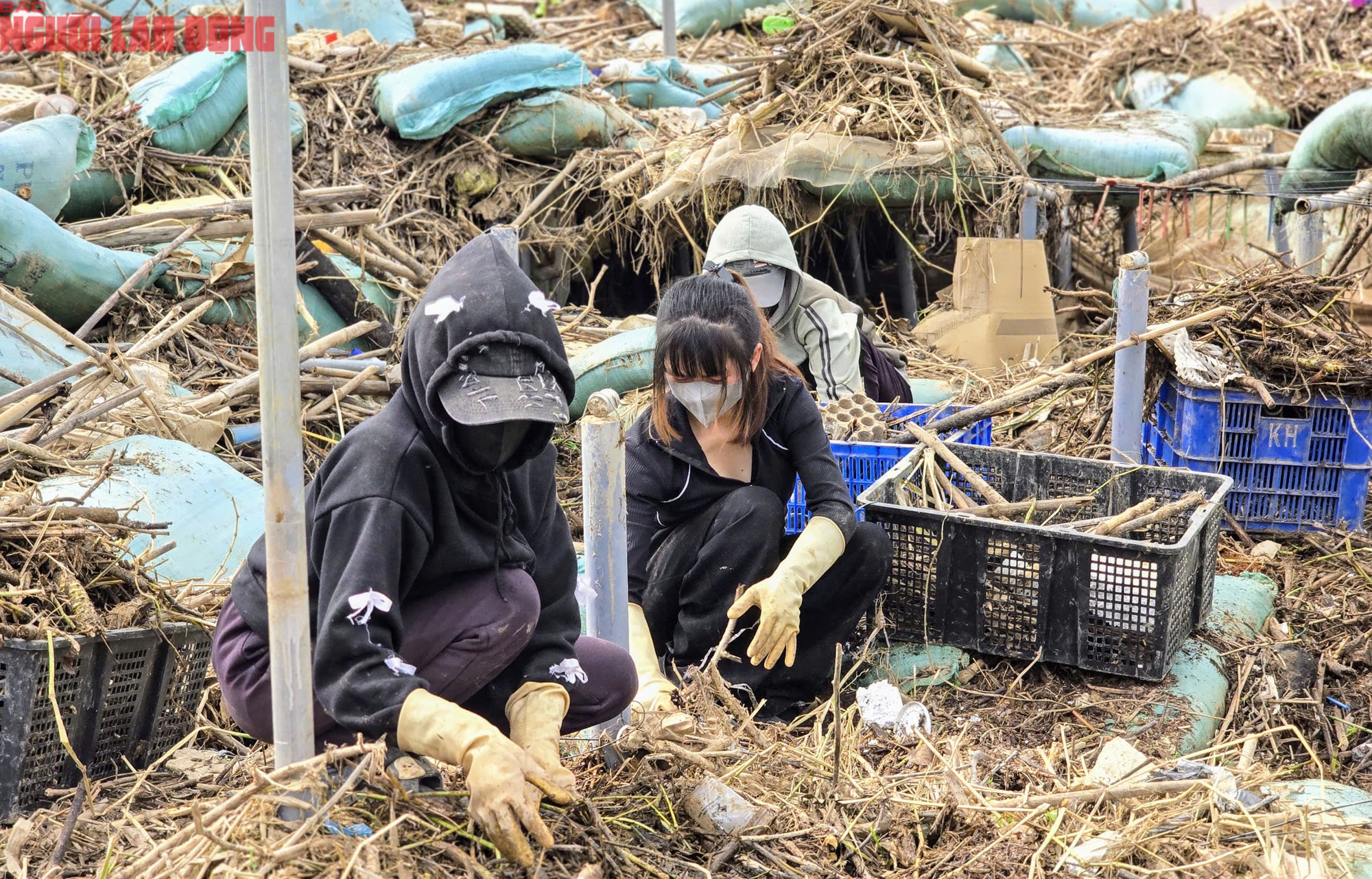 Vựa rau Lâm Đồng thiệt hại nặng nề sau cơn lũ lịch sử - Ảnh 10.