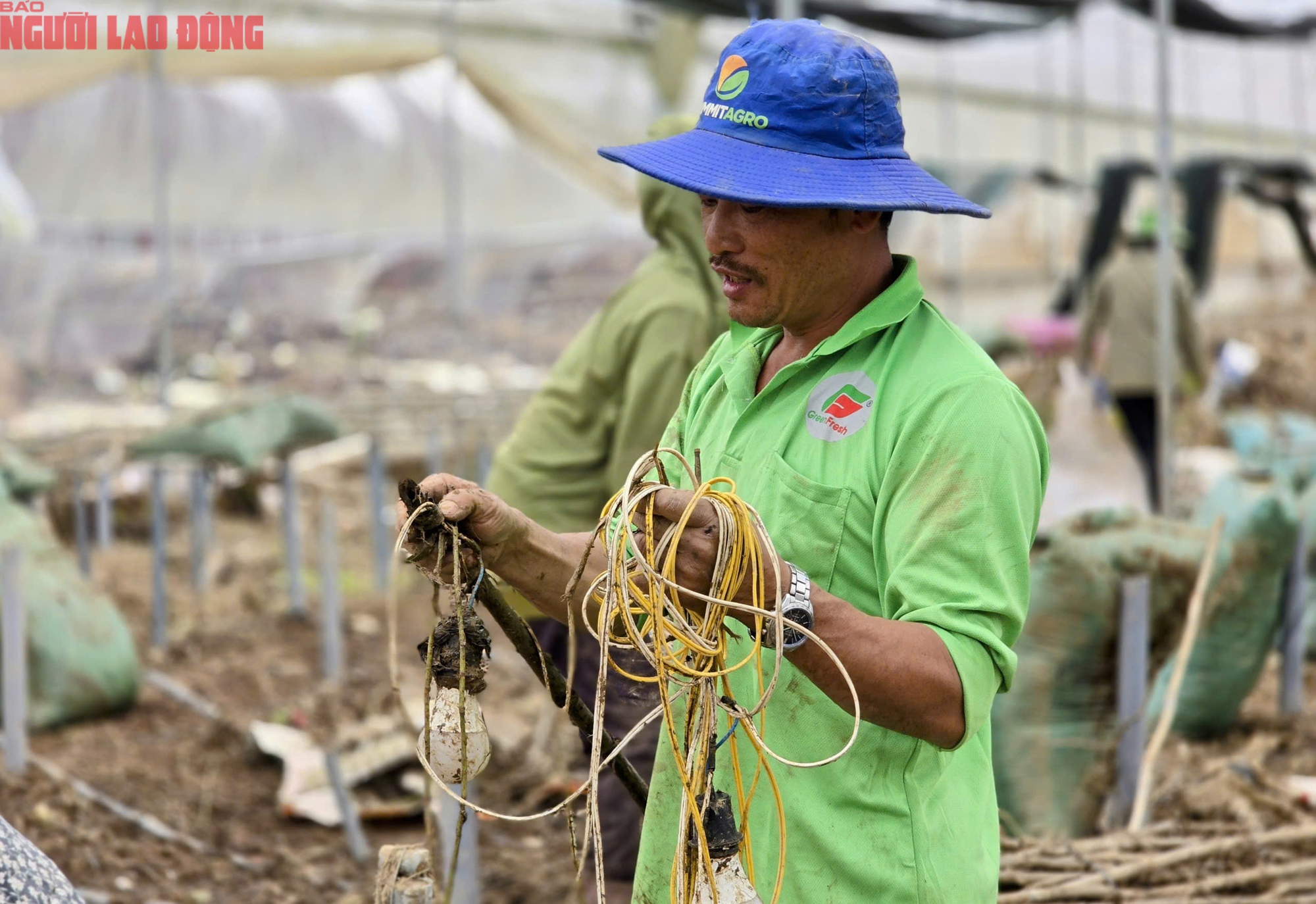 Vựa rau Lâm Đồng thiệt hại nặng nề sau cơn lũ lịch sử - Ảnh 11.