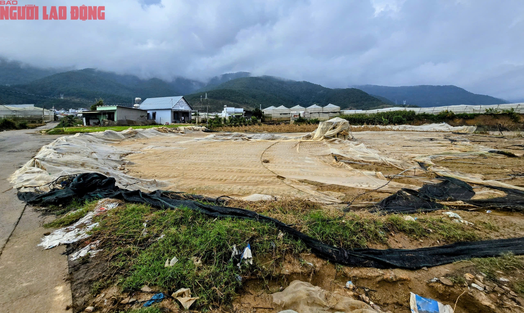 Vựa rau Lâm Đồng thiệt hại nặng nề sau cơn lũ lịch sử - Ảnh 13.