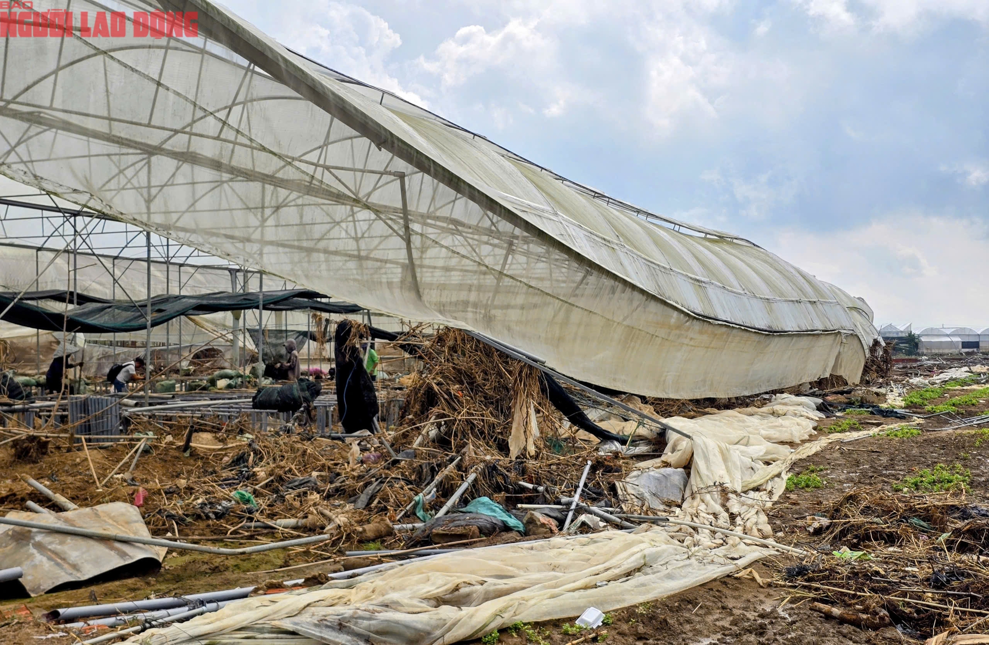 Vựa rau Lâm Đồng thiệt hại nặng nề sau cơn lũ lịch sử - Ảnh 14.