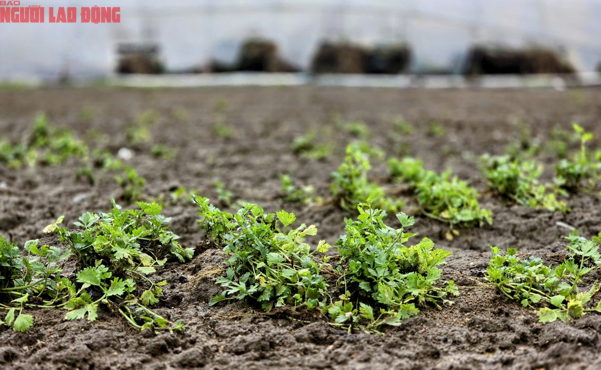 Vựa rau Lâm Đồng thiệt hại nặng nề sau cơn lũ lịch sử - Ảnh 16.