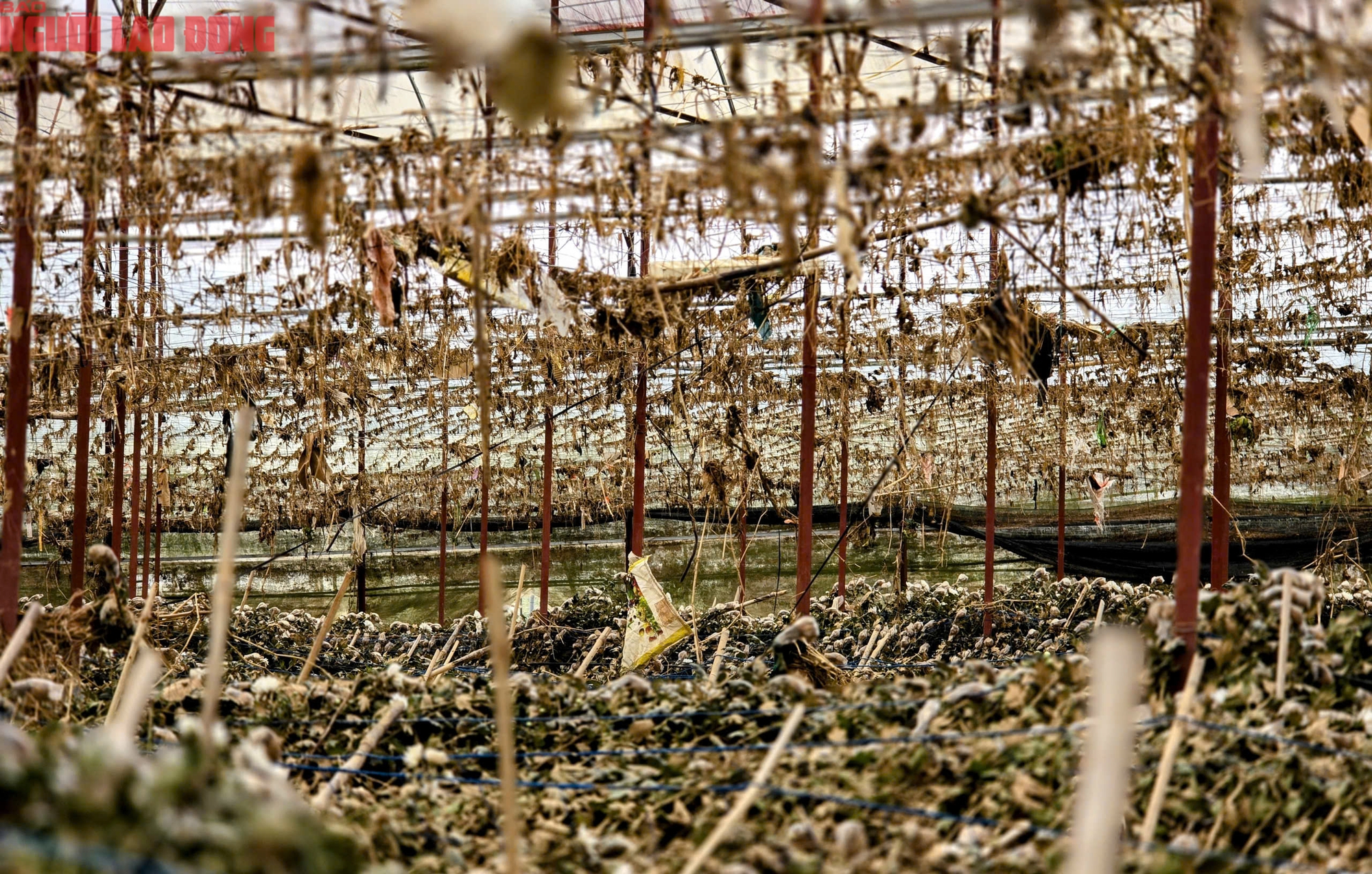 Vựa rau Lâm Đồng thiệt hại nặng nề sau cơn lũ lịch sử - Ảnh 17.