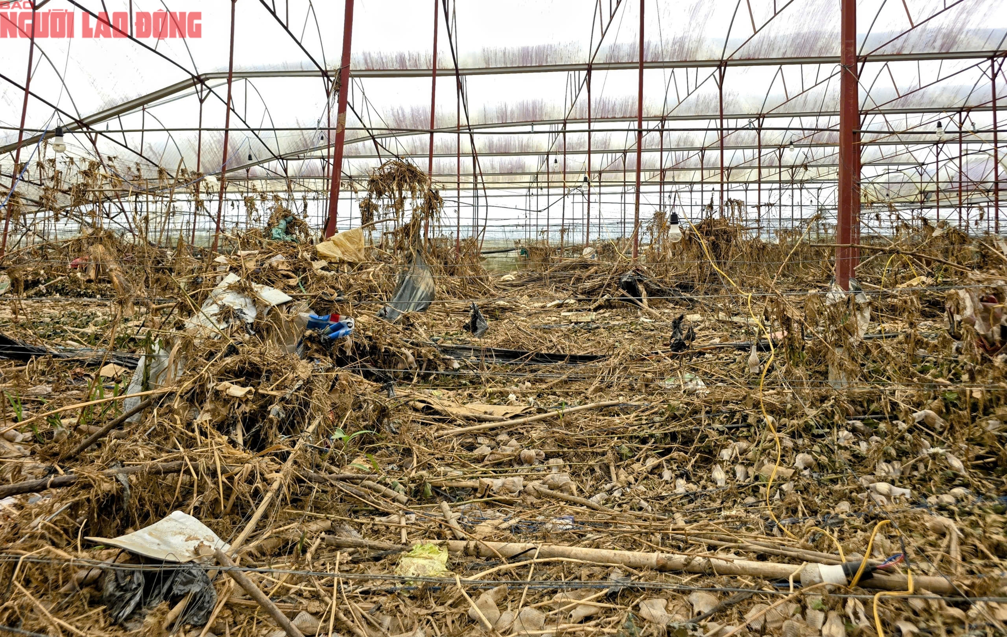 Vựa rau Lâm Đồng thiệt hại nặng nề sau cơn lũ lịch sử - Ảnh 18.