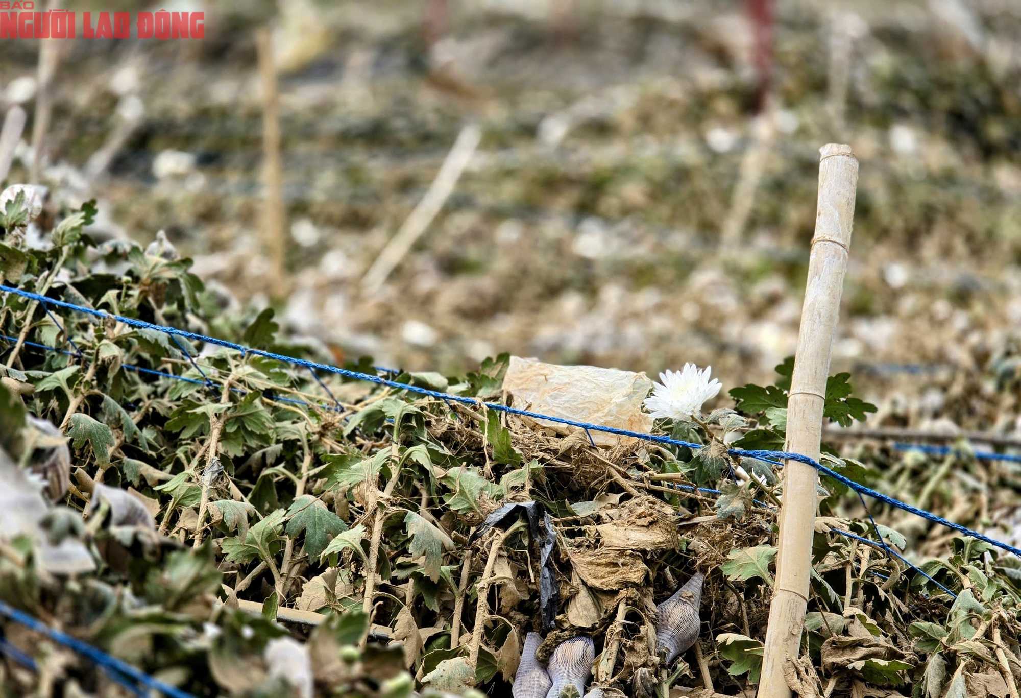 Vựa rau Lâm Đồng thiệt hại nặng nề sau cơn lũ lịch sử - Ảnh 19.