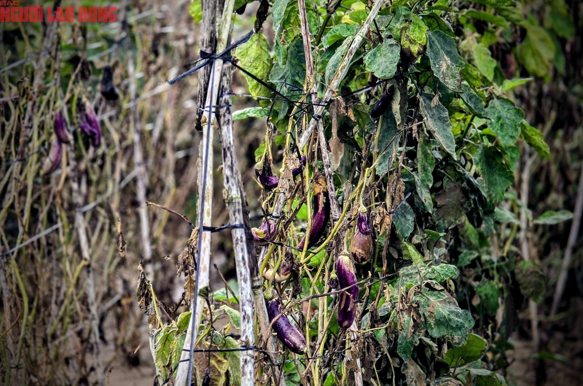 Vựa rau Lâm Đồng thiệt hại nặng nề sau cơn lũ lịch sử - Ảnh 21.