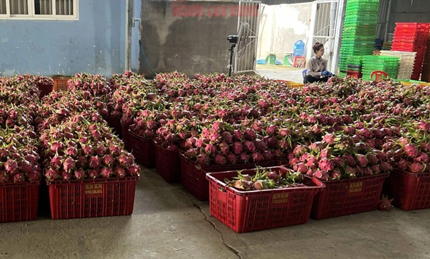 Người trồng thanh long thêm hào hứng - Ảnh 1.