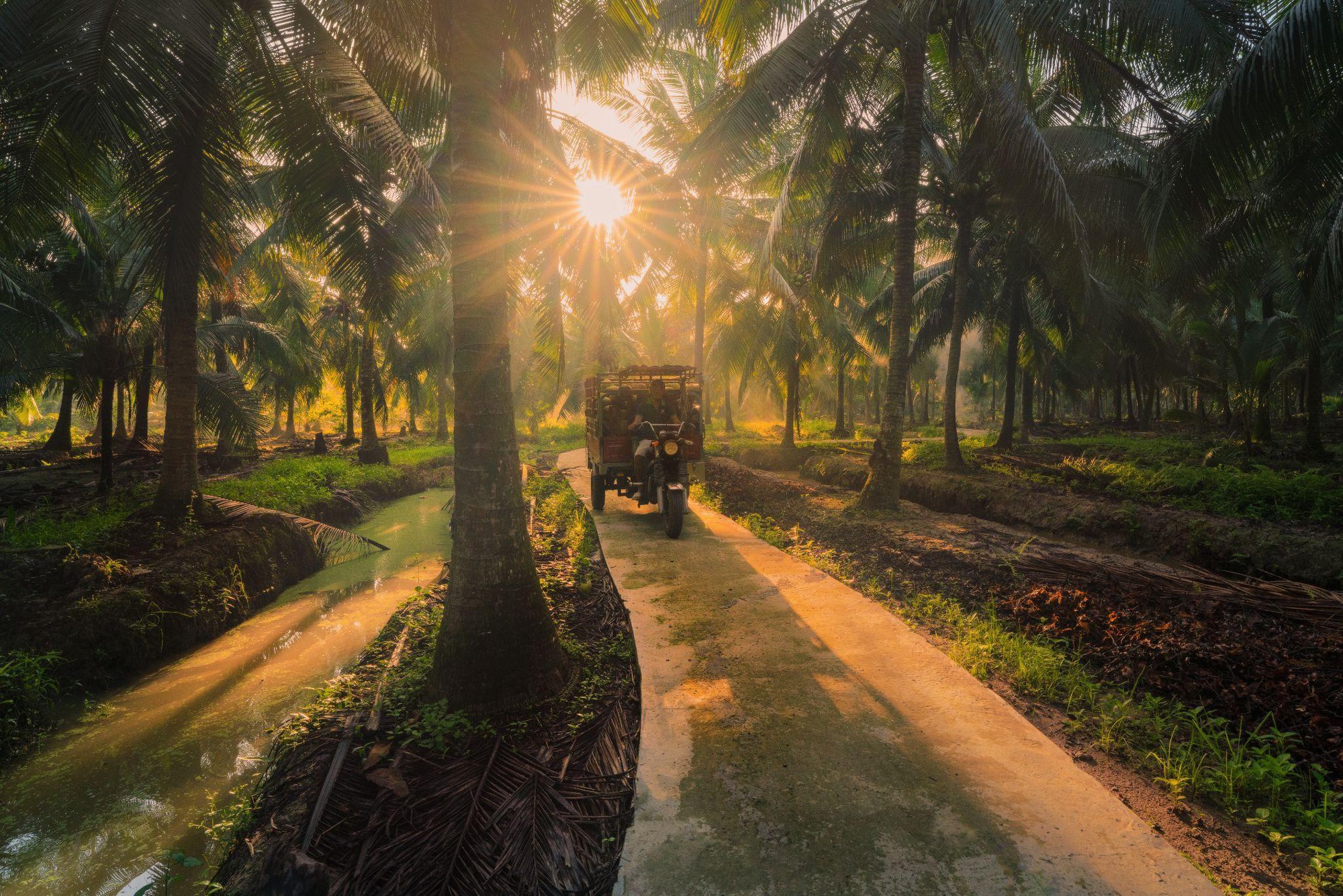 15.000 ha dừa hữu cơ: Betrimex và cách giải bài toán khó của ngành dừa - Ảnh 2.