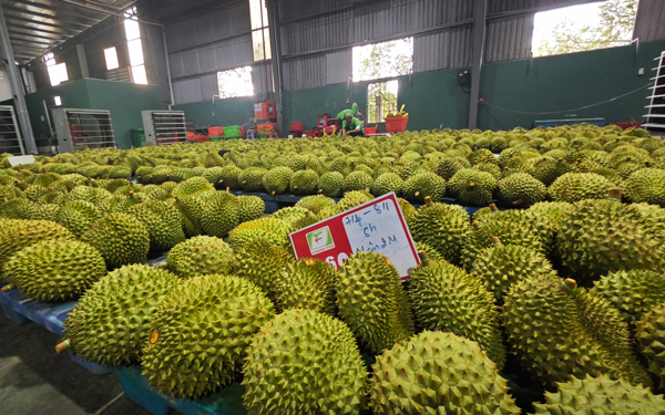 Hơn 20 doanh nghiệp nước ngòai hợp tác xuất khẩu nông sản Tây Nguyên , mở rộng thị trường - Ảnh 3.