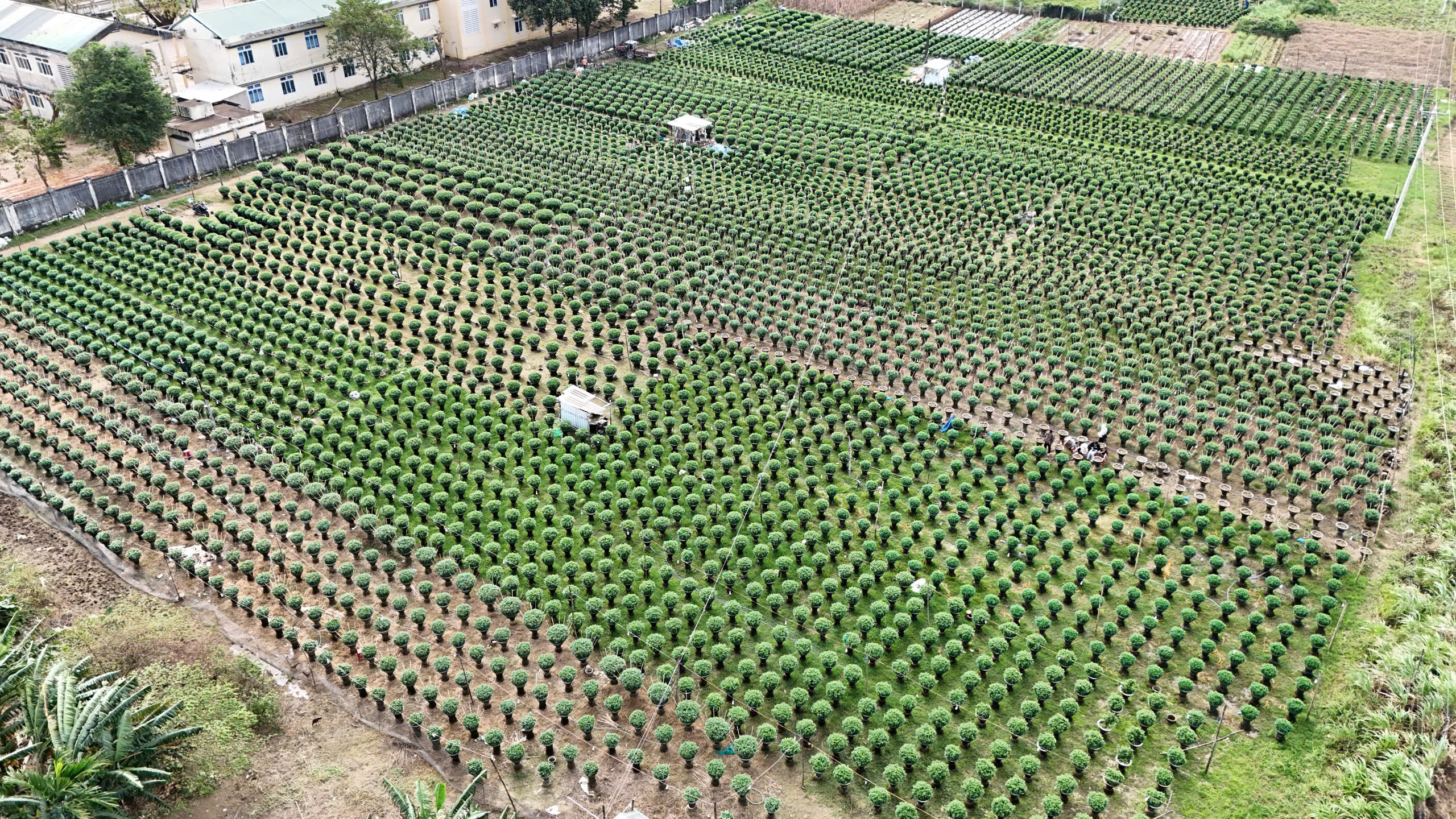 “Thủ phủ” hoa cúc miền Trung đứng ngồi không yên vì thời tiết thất thường - Ảnh 1.