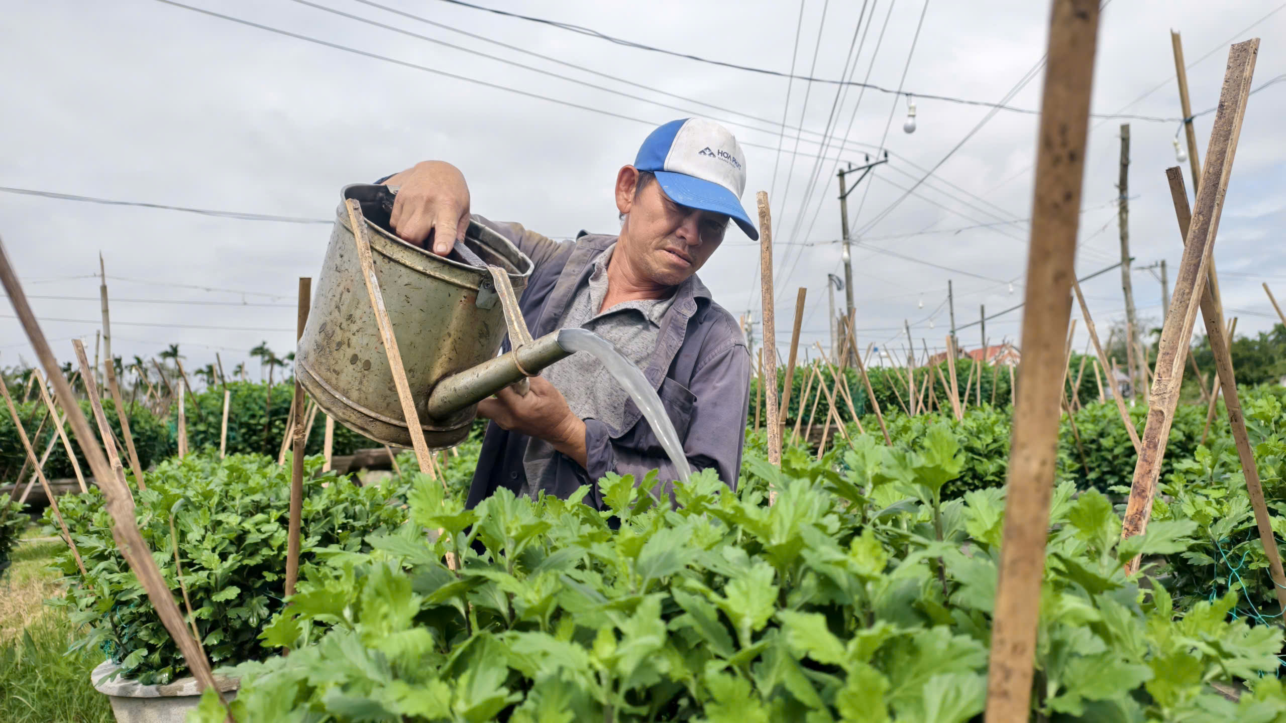 “Thủ phủ” hoa cúc miền Trung đứng ngồi không yên vì thời tiết thất thường - Ảnh 3.