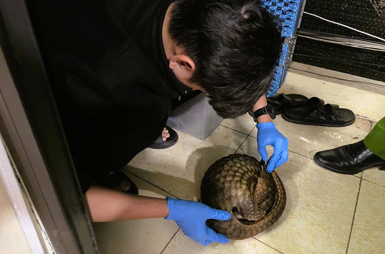 Cứu hộ 12 con vật quý hiếm được công an phát hiện trên ô tô 7 chỗ - Ảnh 3.