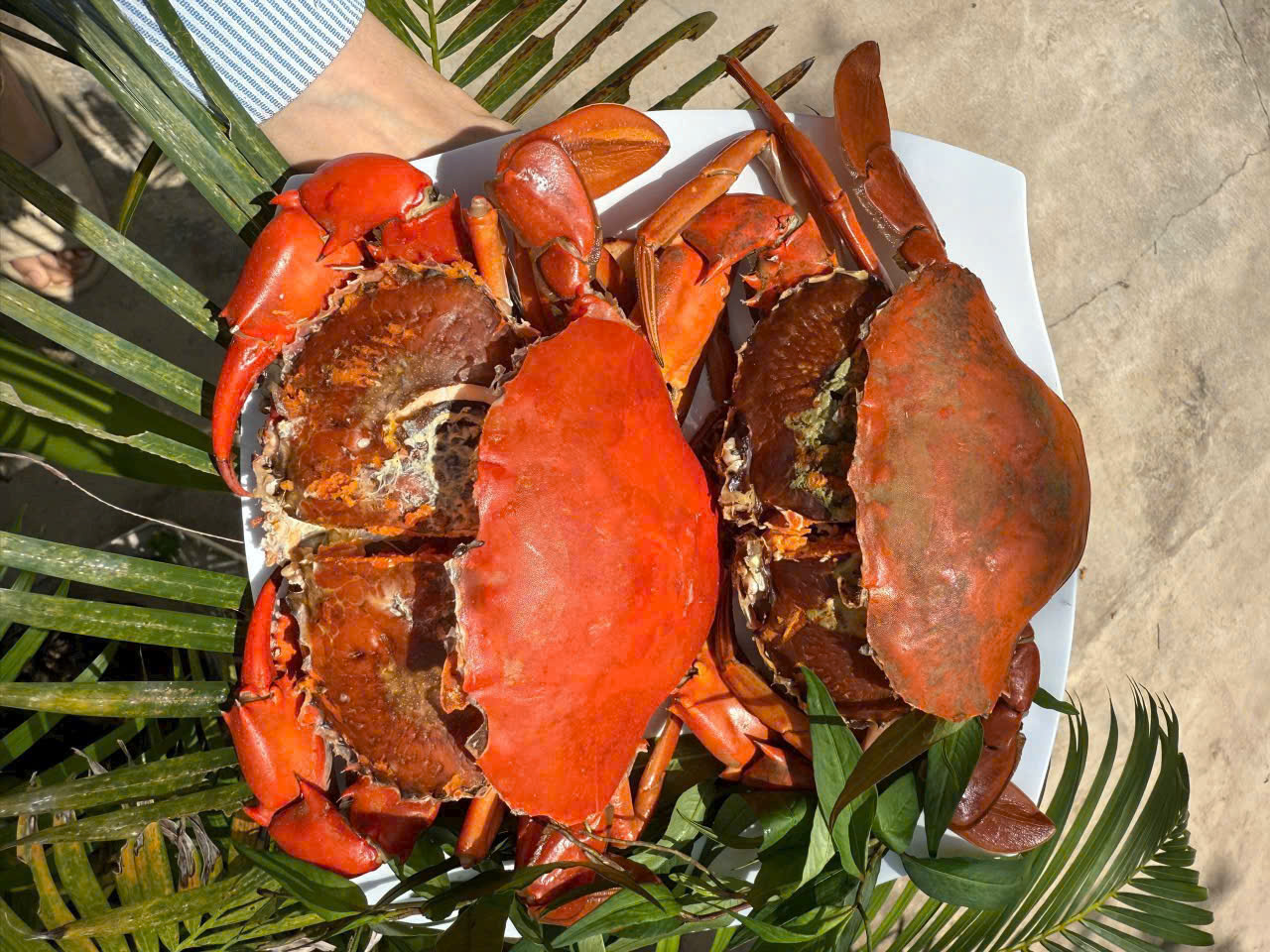 Tuyệt chiêu chọn cua cốm Cà Mau - Ảnh 3.