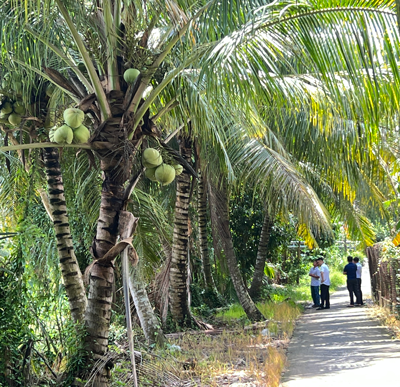 Phát triển bền vững ngành dừa - Ảnh 2. Phát triển bền vững ngành dừa - Ảnh 2.
