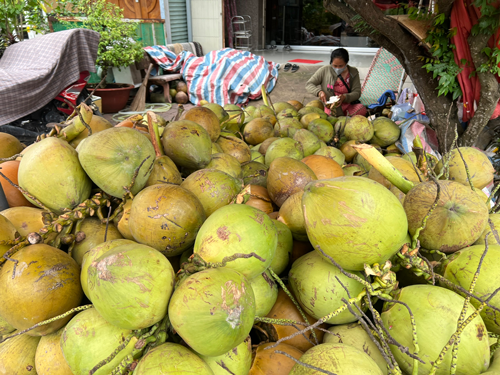 Phát triển bền vững ngành dừa - Ảnh 1.