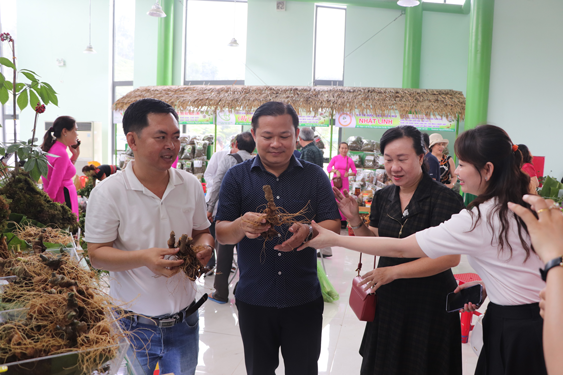 Sâm Ngọc Linh rớt giá mạnh - Ảnh 1. Sâm Ngọc Linh rớt giá mạnh - Ảnh 1.