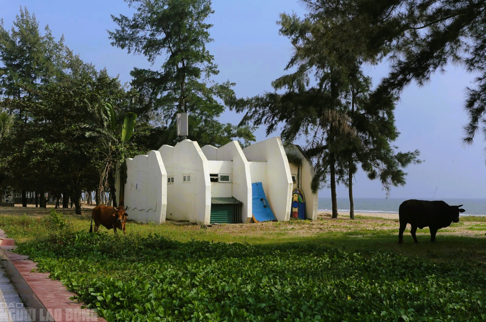 Bãi biển nổi tiếng miền Bắc vẫn tơi tả sau hơn 2 tháng bão đi qua - Ảnh 15.