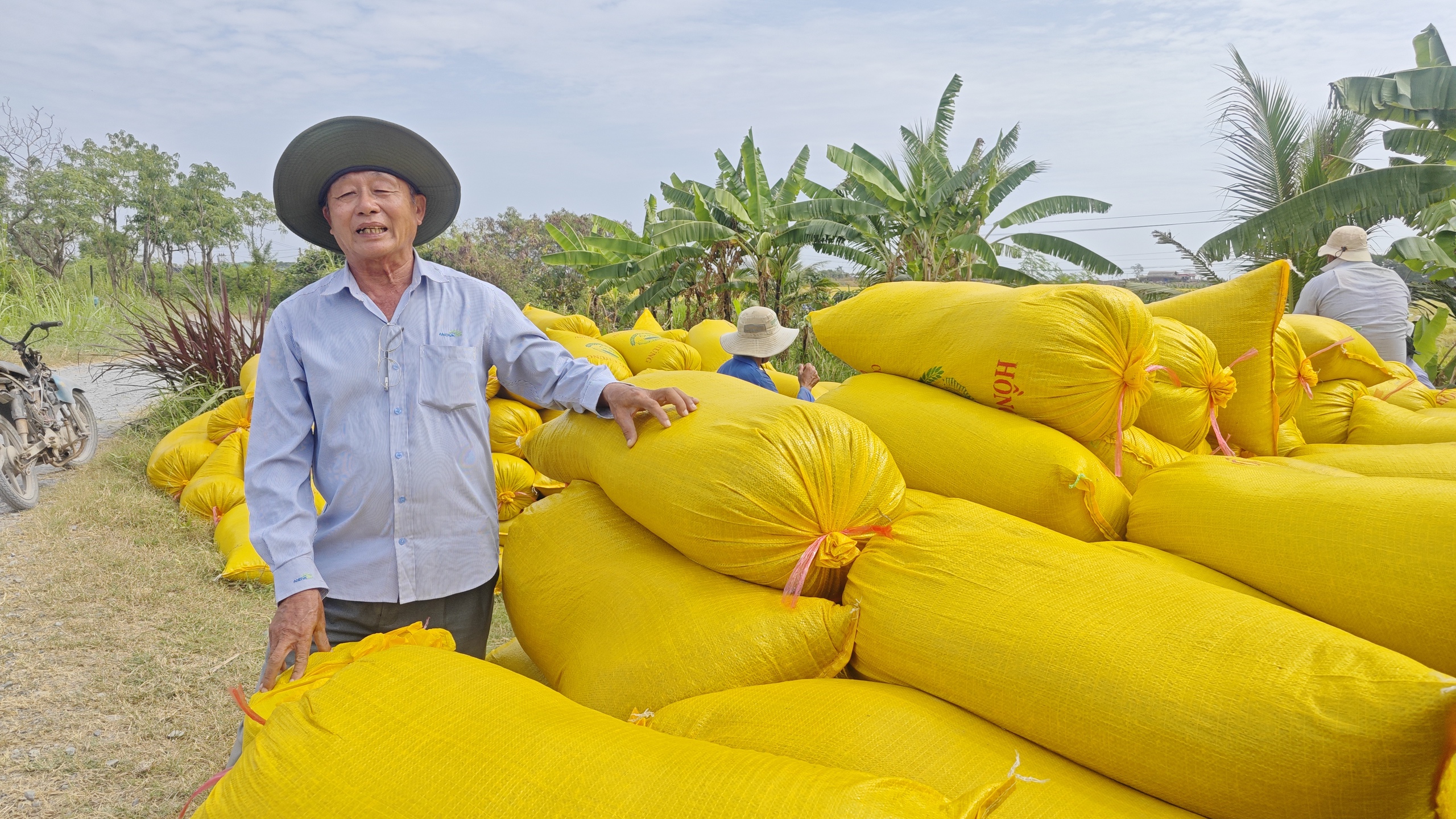 Nông dân trồng lúa tím vỡ òa niềm vui khi lãi chưa từng có- Ảnh 4.