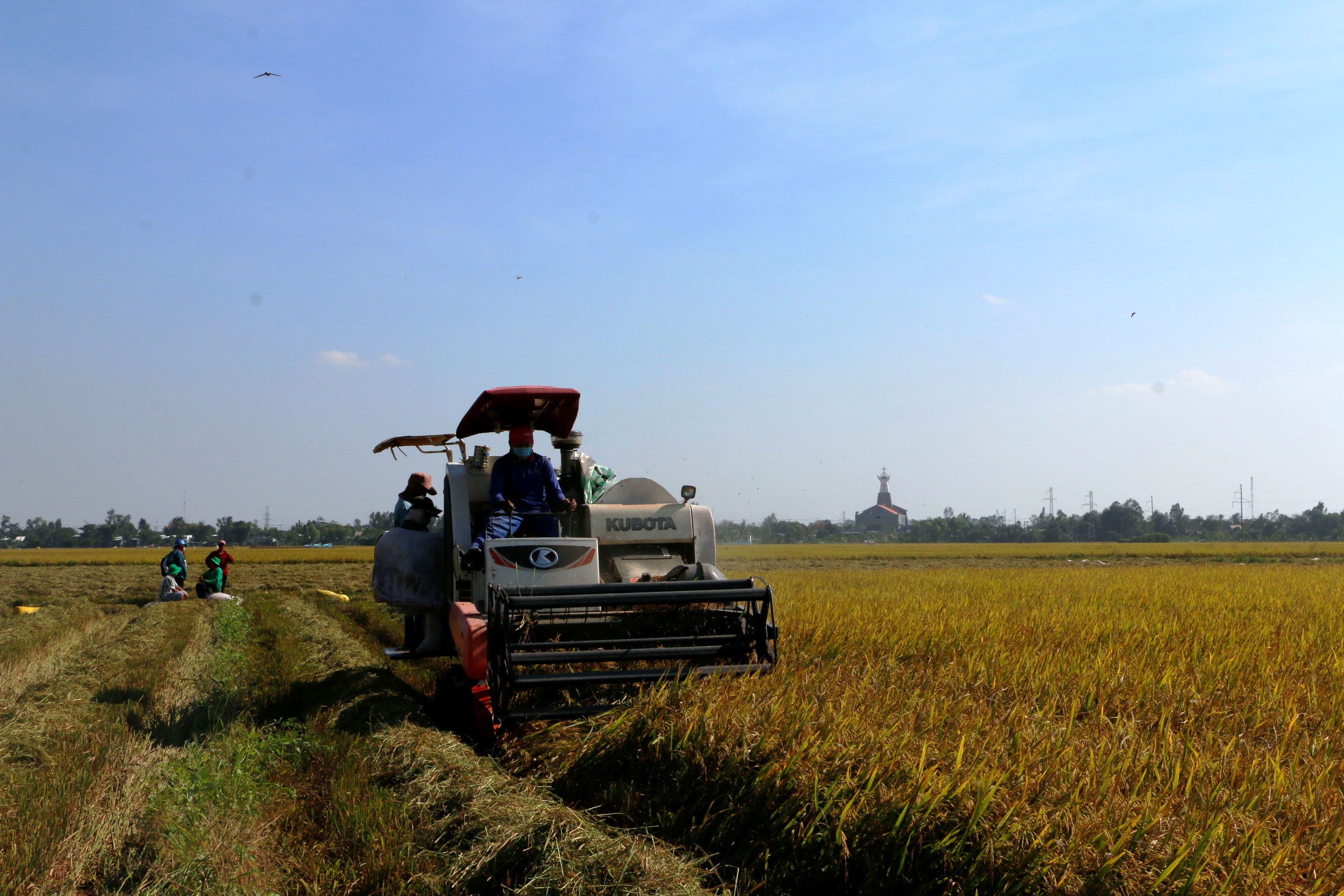 ĐẤT SEN HỒNG VƯƠN MÌNH TỎA SẮC: Doanh nghiệp phấn khởi, nông dân tự tin!- Ảnh 4.