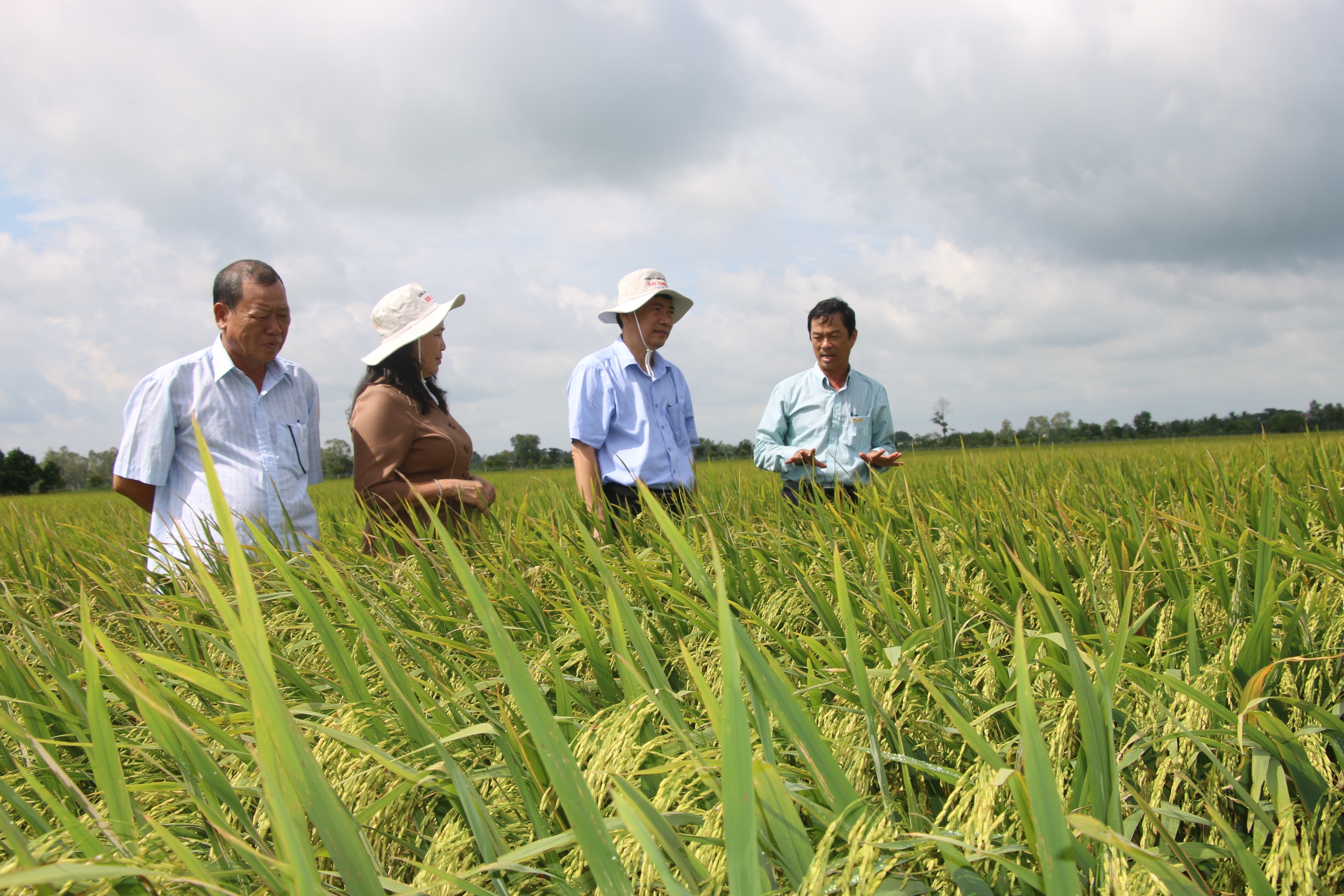 ĐẤT SEN HỒNG VƯƠN MÌNH TỎA SẮC: Doanh nghiệp phấn khởi, nông dân tự tin!- Ảnh 5.