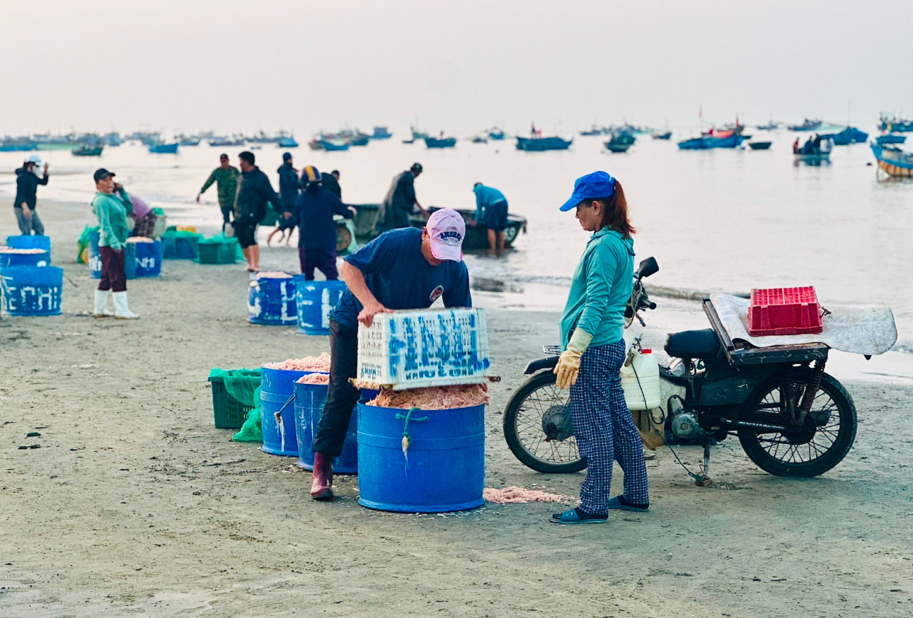 Đà Nẵng: Ruốc biển khan hiếm, hơn 7 triệu đồng/tạ vẫn không có mà mua- Ảnh 3.