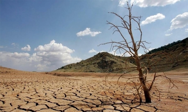 Trồng c&acirc;y ph&acirc;n t&aacute;n tại TPHCM đạt 1% theo kế hoạch - Ảnh 2.