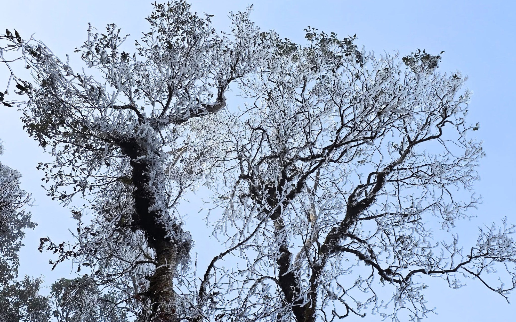 VIDEO: Du kh&aacute;ch th&iacute;ch th&uacute; ngắm tuyết rơi phủ trắng đỉnh Fansipan - Ảnh 2.