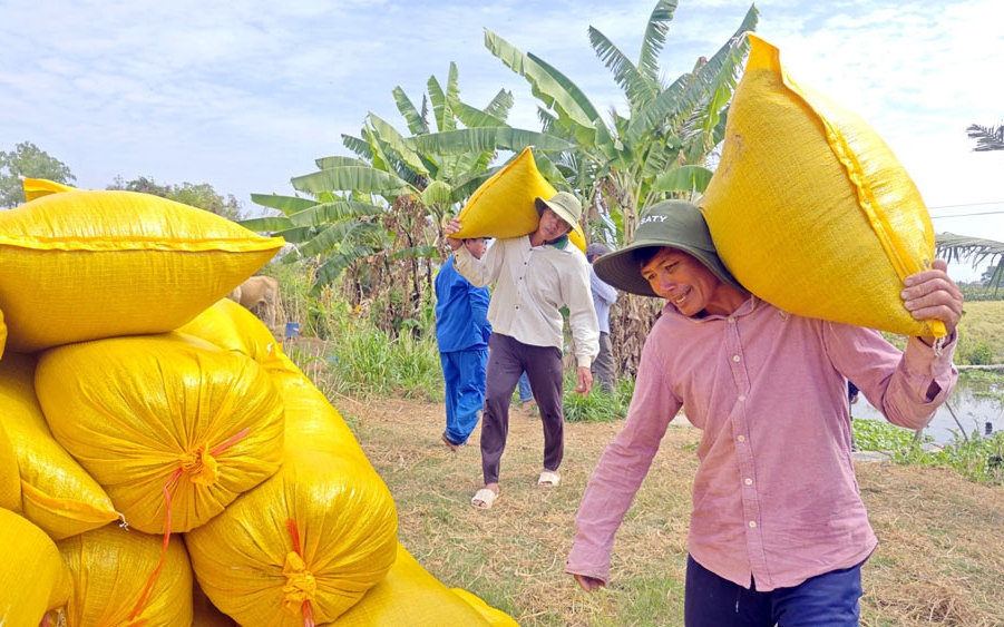 Tìm giải pháp gỡ khó cho xuất khẩu gạo